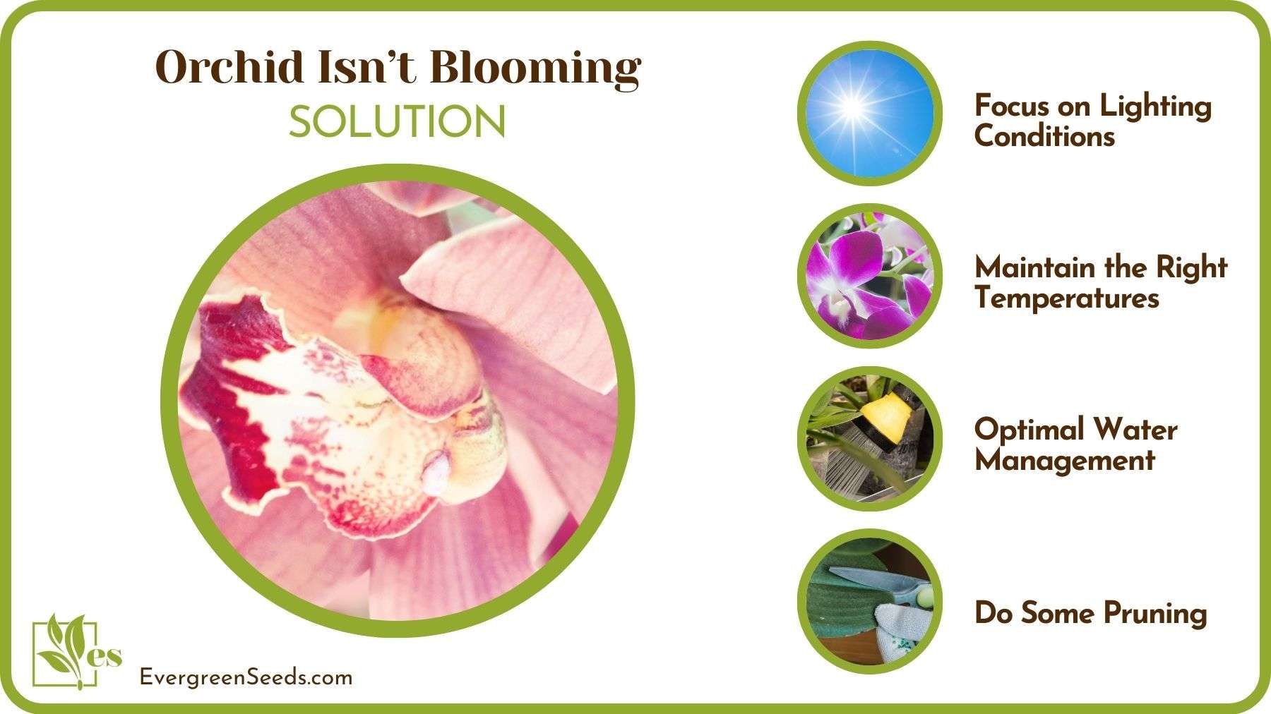 How To Make Orchid Produce Blooms