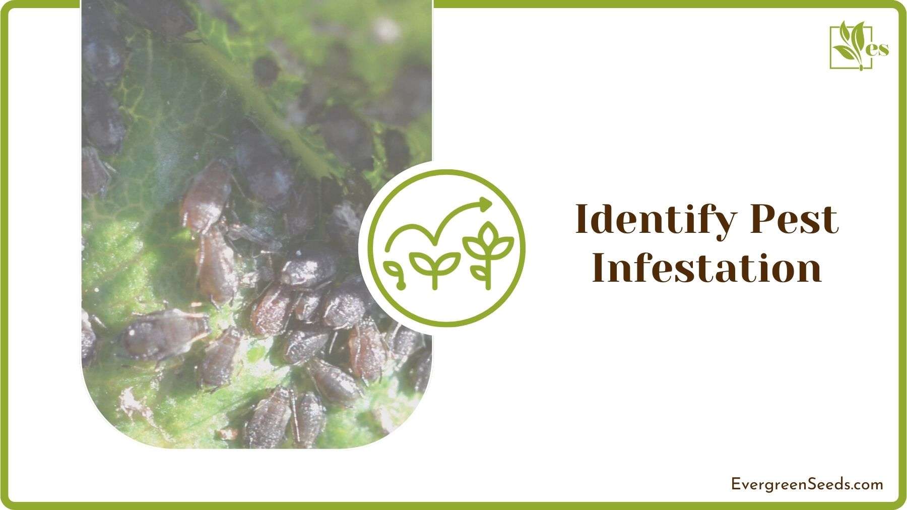 Identifying Pest Infestation
