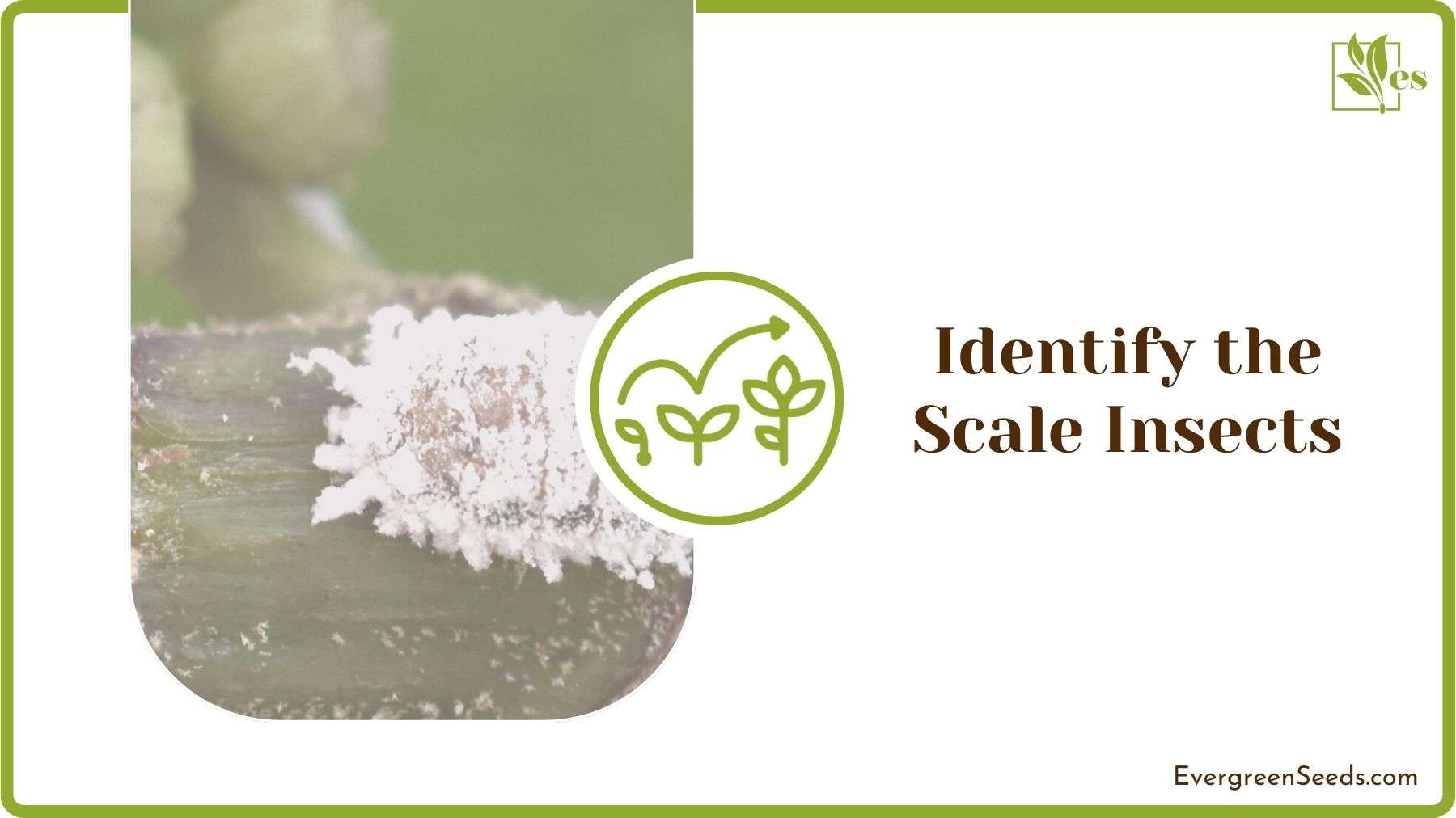 Identifying Scale Insects