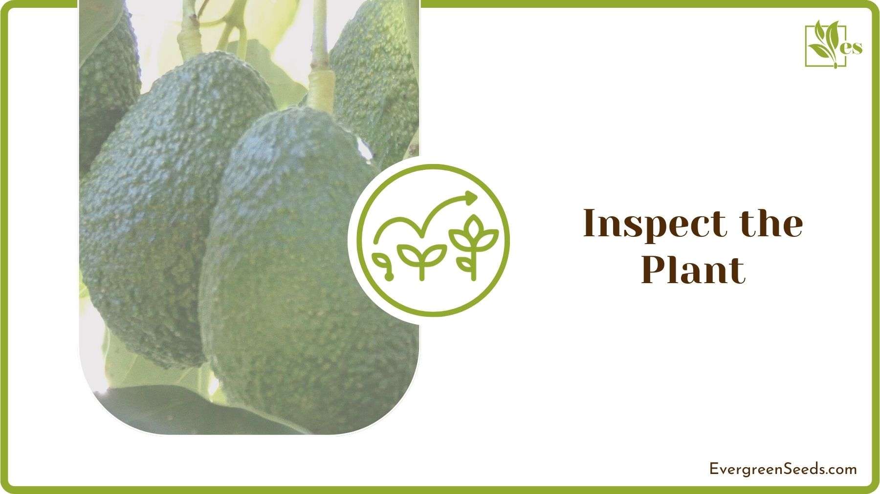 Inspecting Avocado Plant