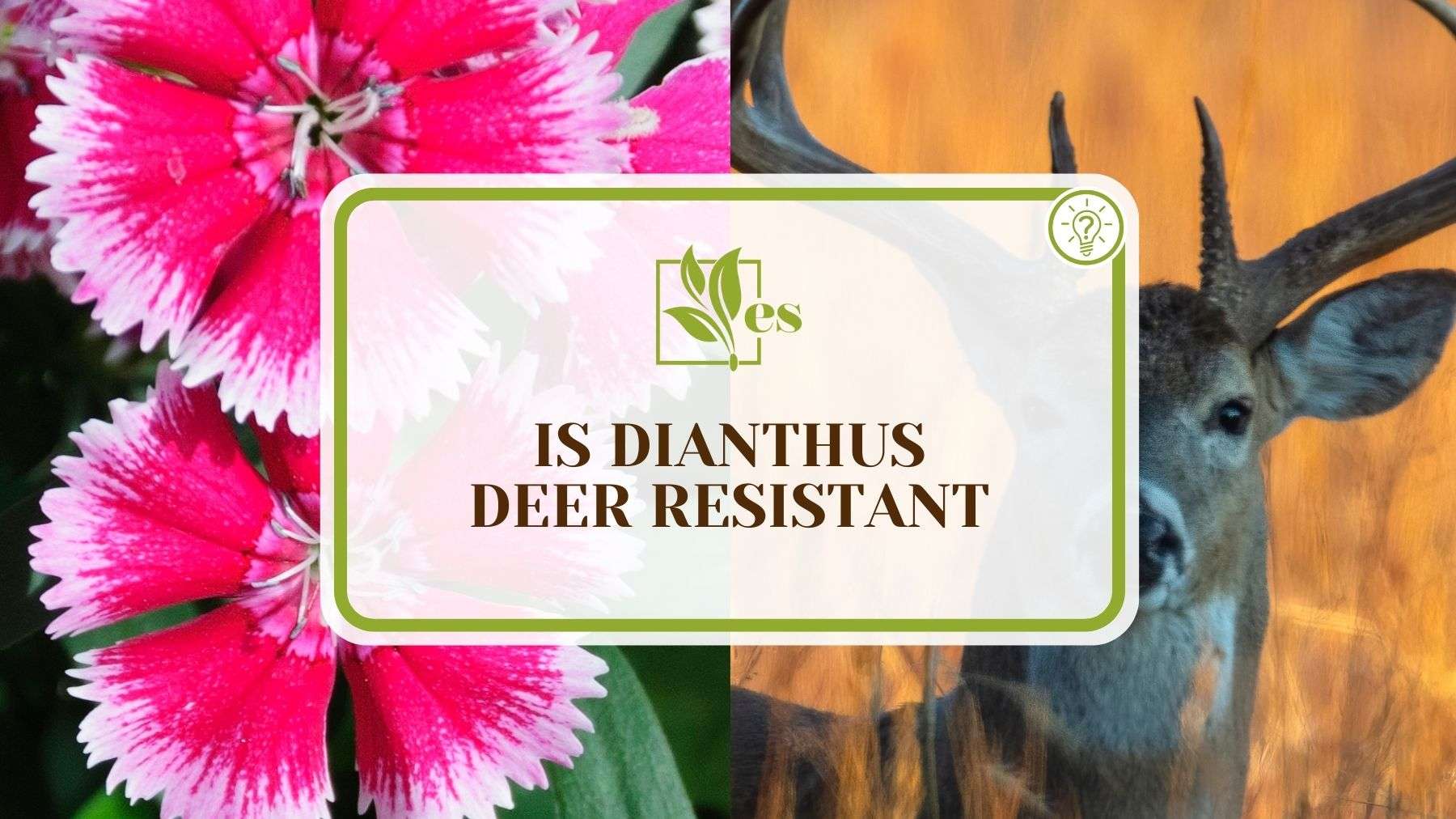 Is Dianthus Deer Resistant