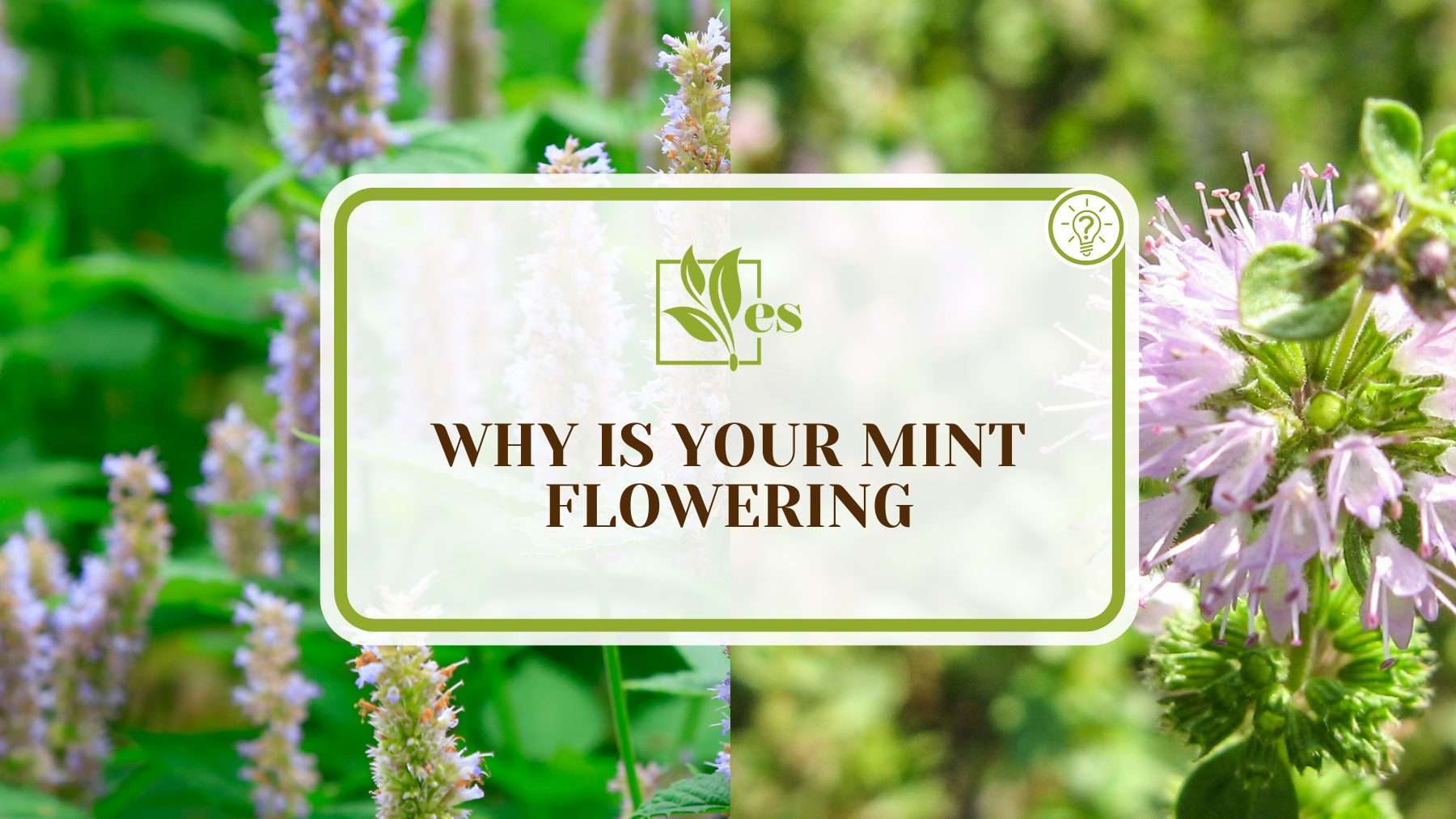 Mint To Start Flowering