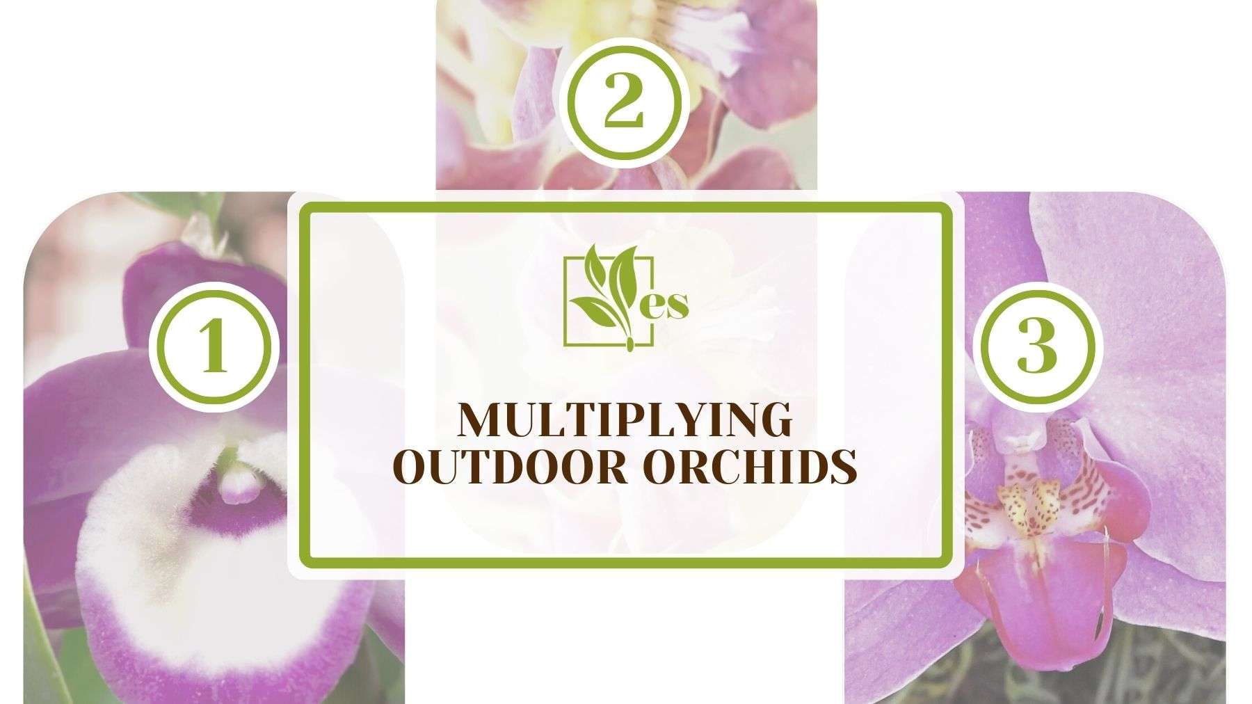 Multiplying Outdoor Orchids