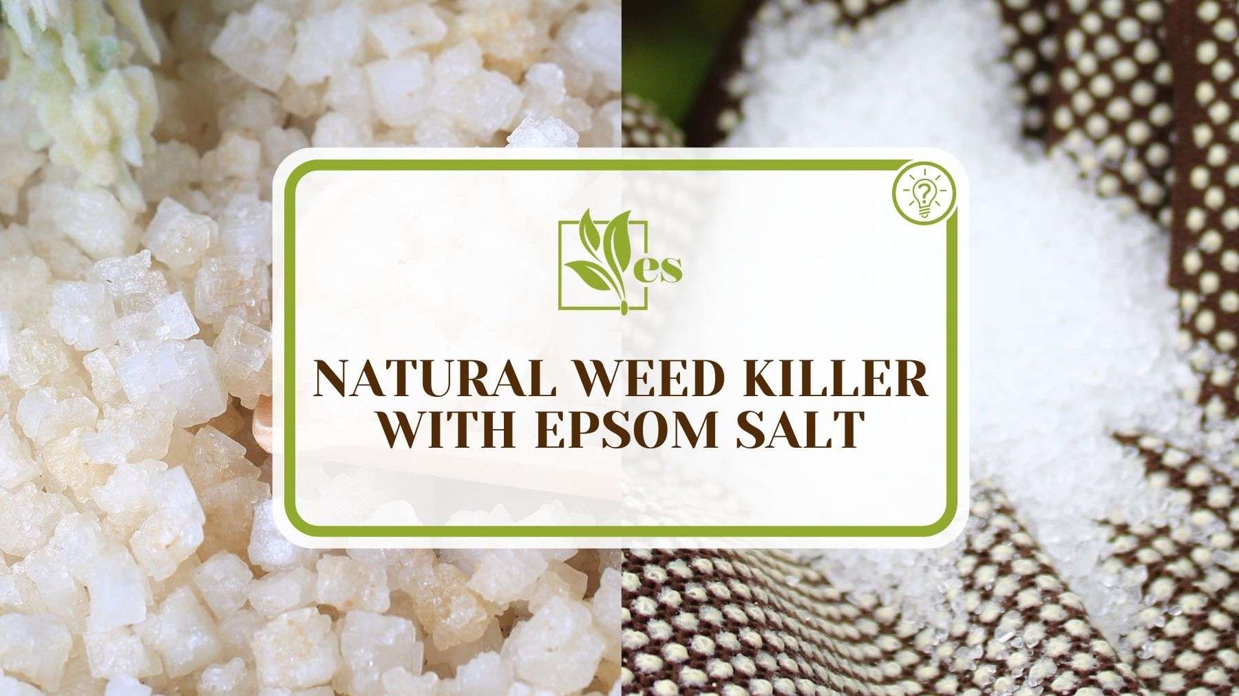 Natural Weed Killer With Epsom Salt