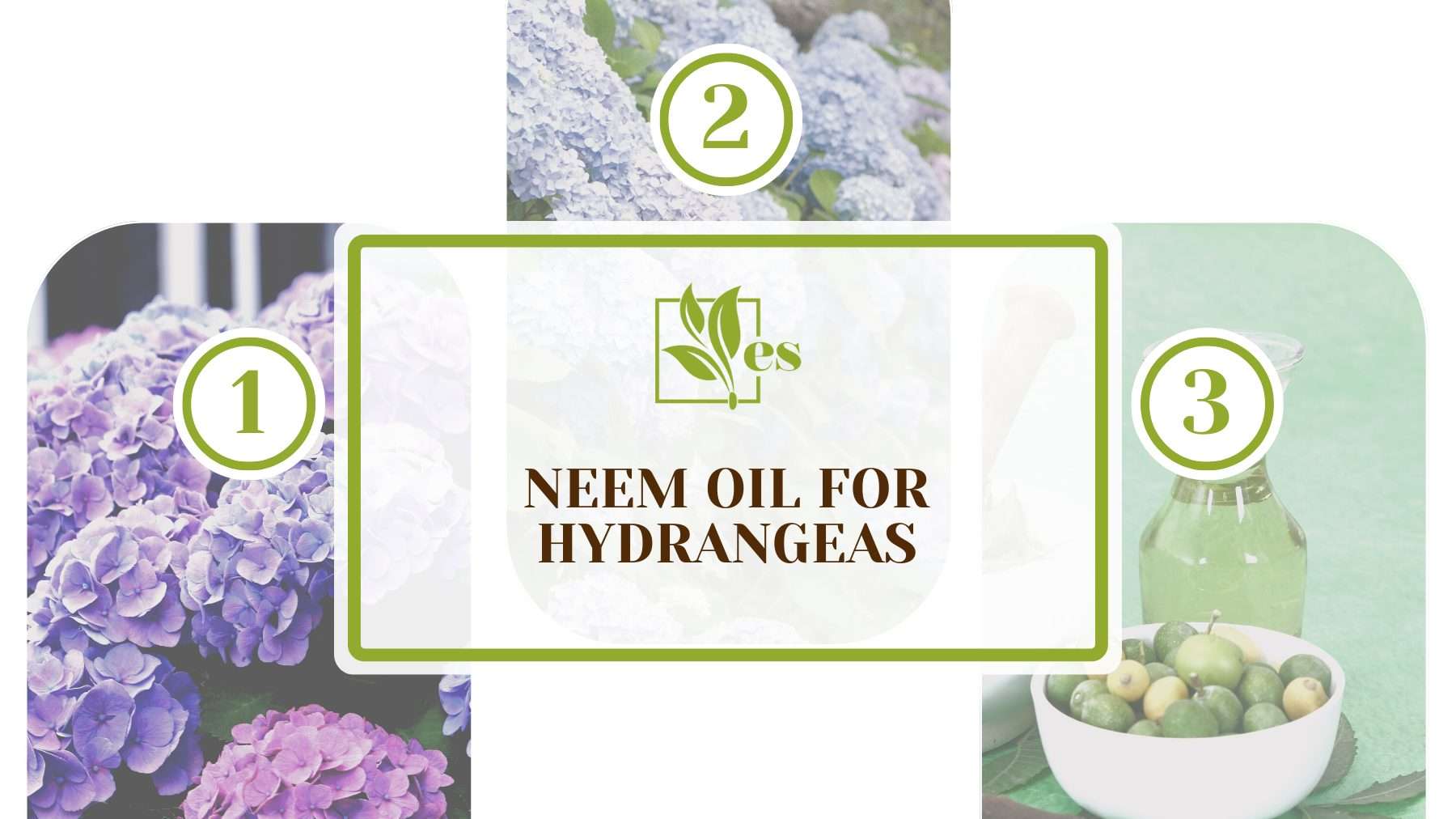 Neem Oil for Hydrangeas