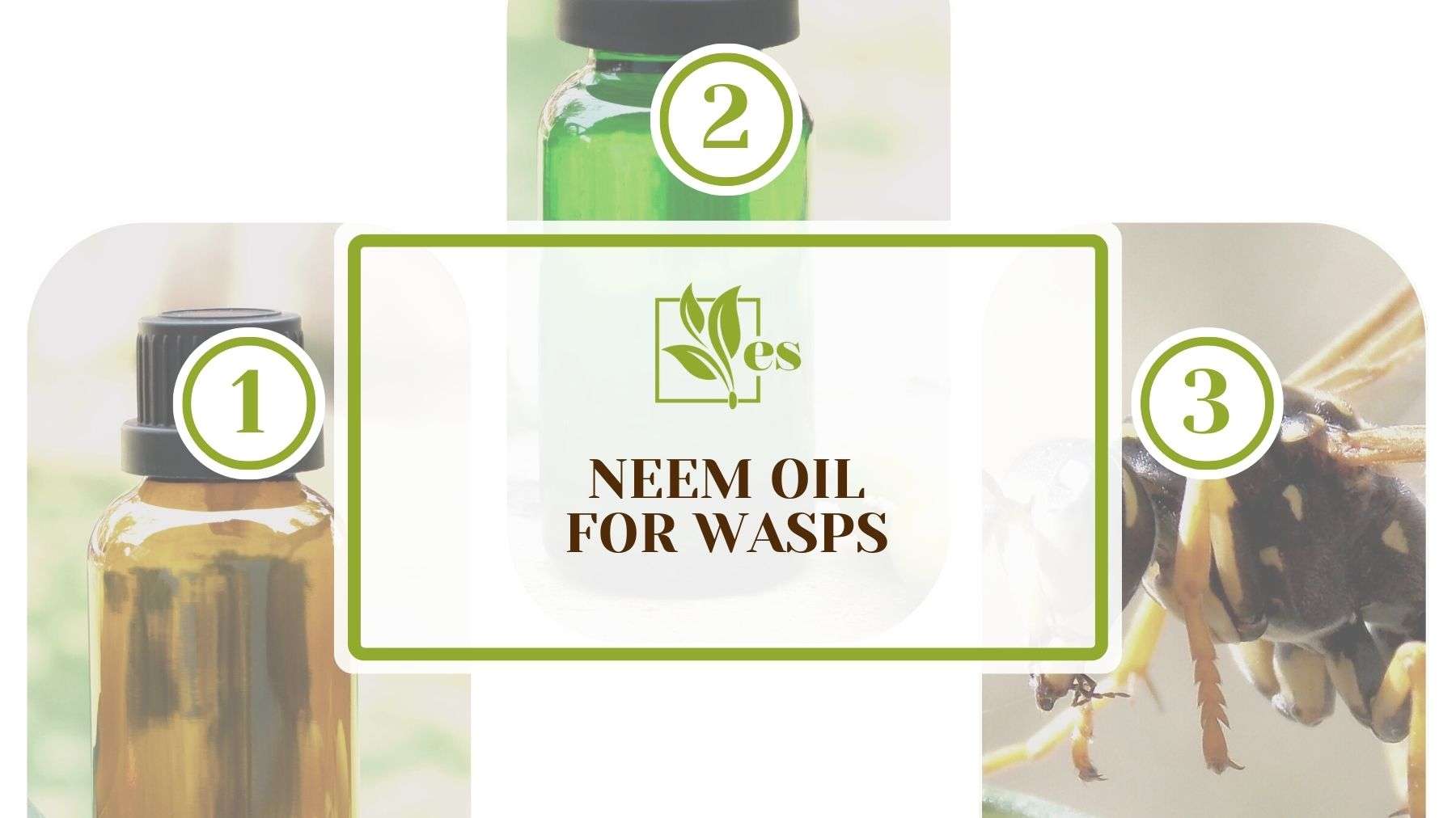 Neem Oil for Wasps