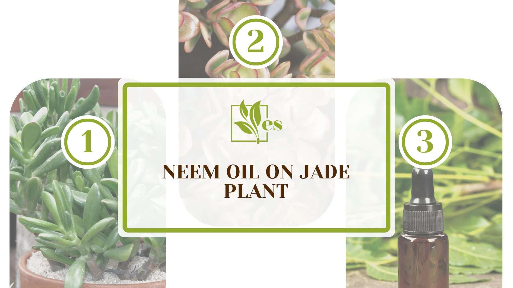 Neem Oil on Jade Plant