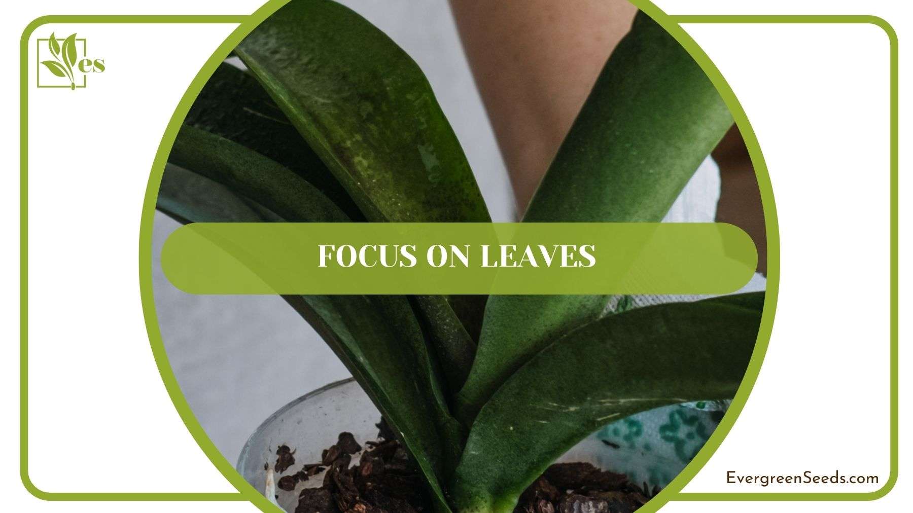 Orchid Leaves Care