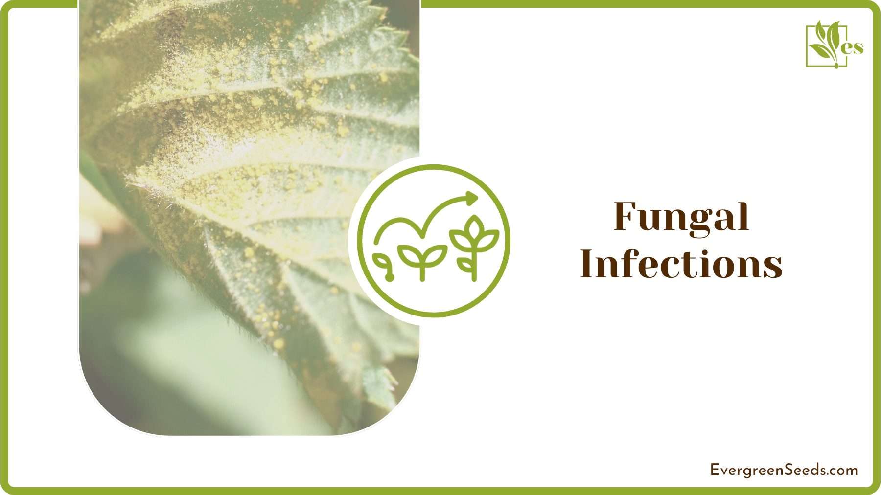 Preventing Fungal Infections
