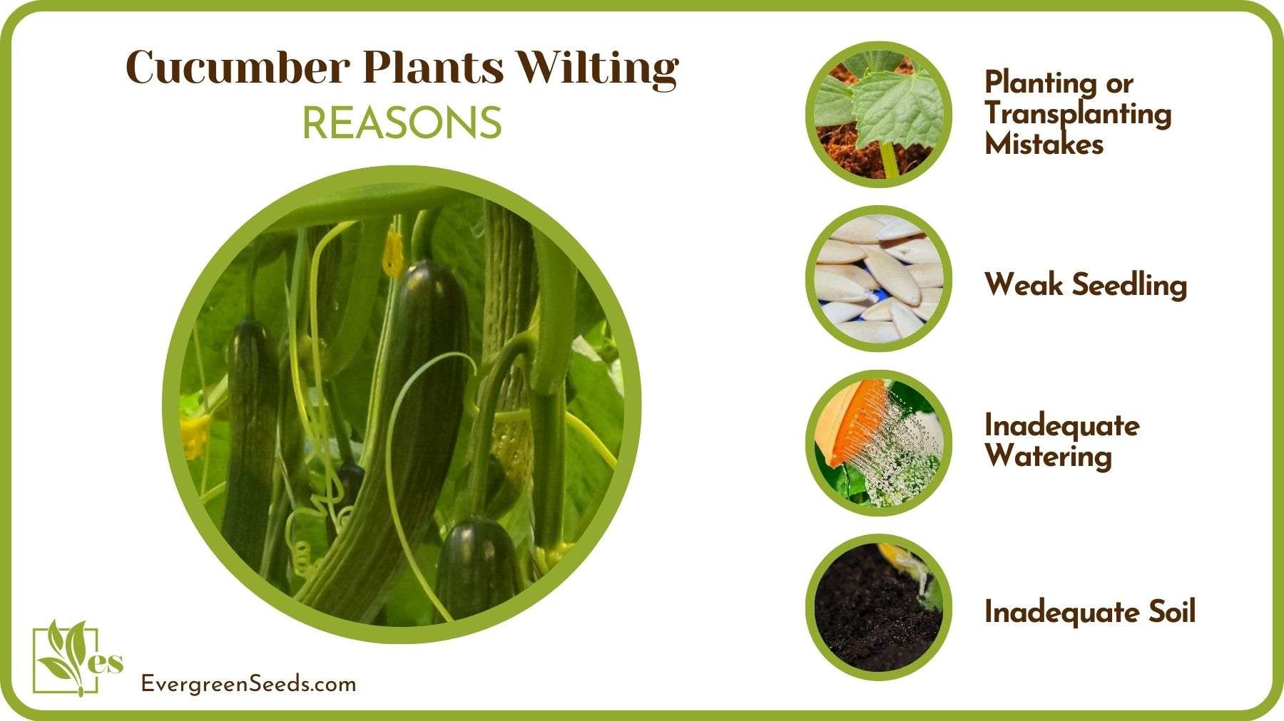 Reasons of Wilting Cucumbers