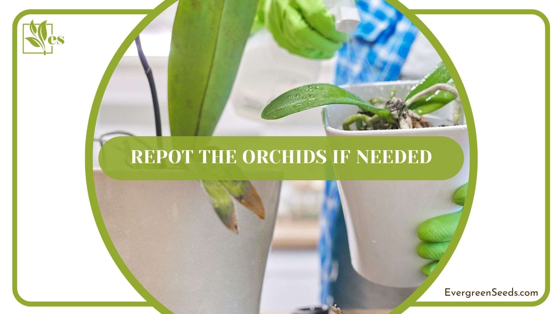 Repotting Orchid Plants