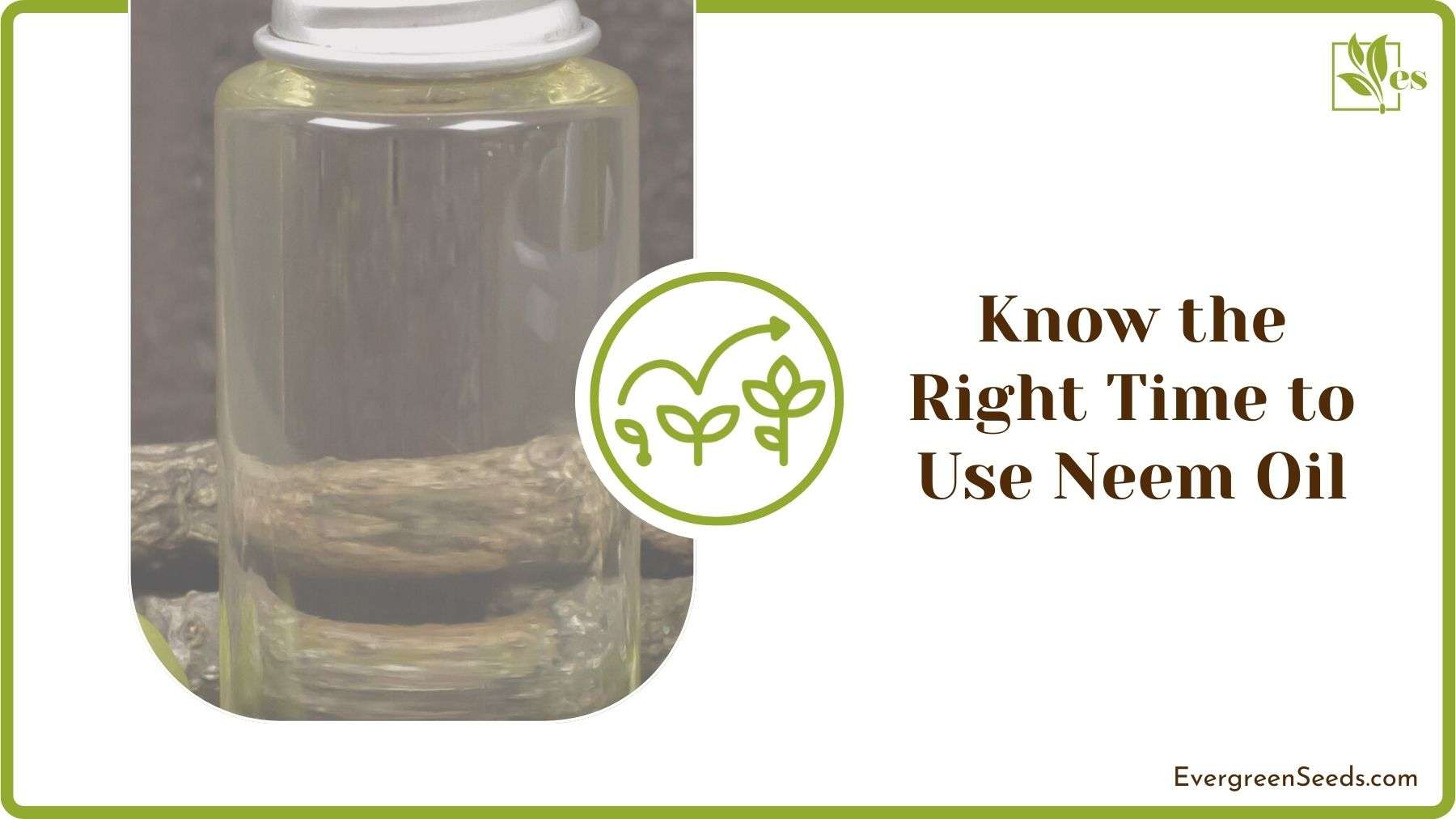 Right Time to Use Neem Oil