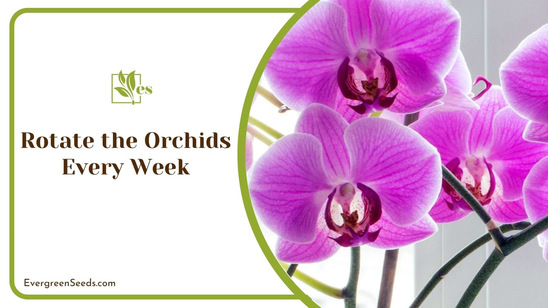 Rotating Orchids Every Week