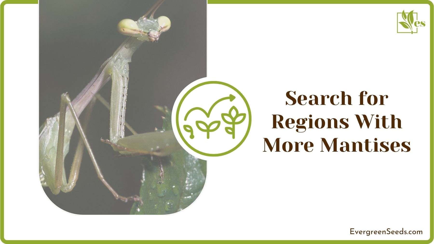 Searching for Regions With Mantises