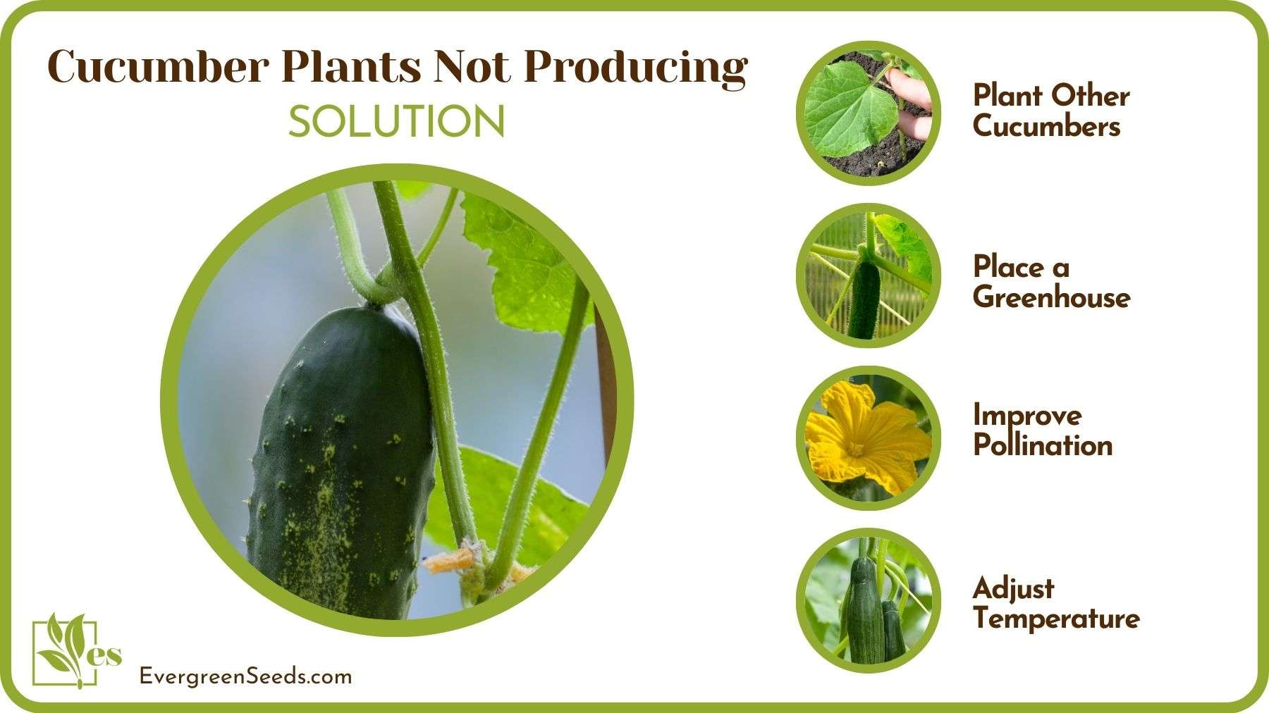 Solving Cucumber Plants Not Producing