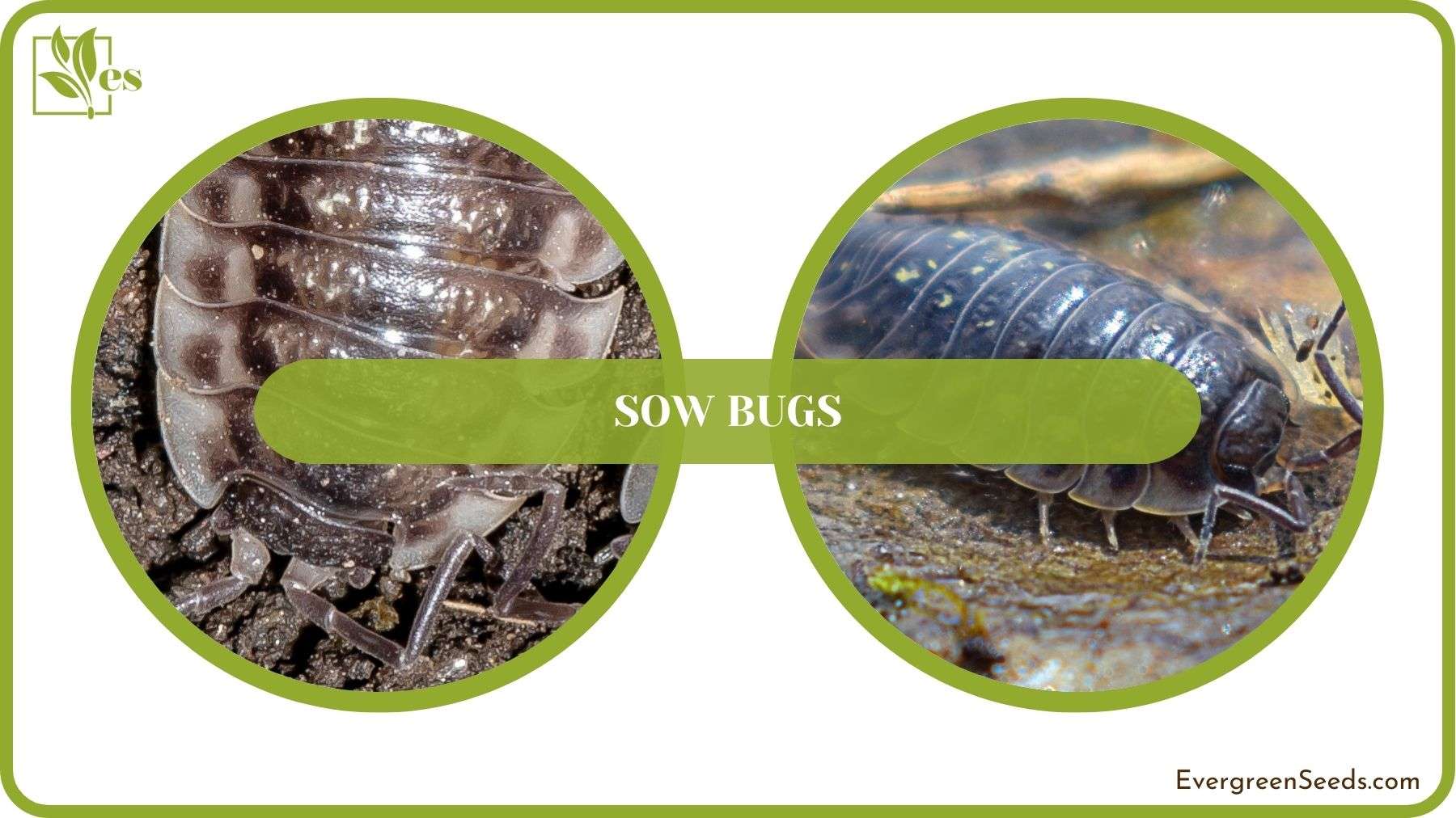 Sow Bugs in Orchids Solved
