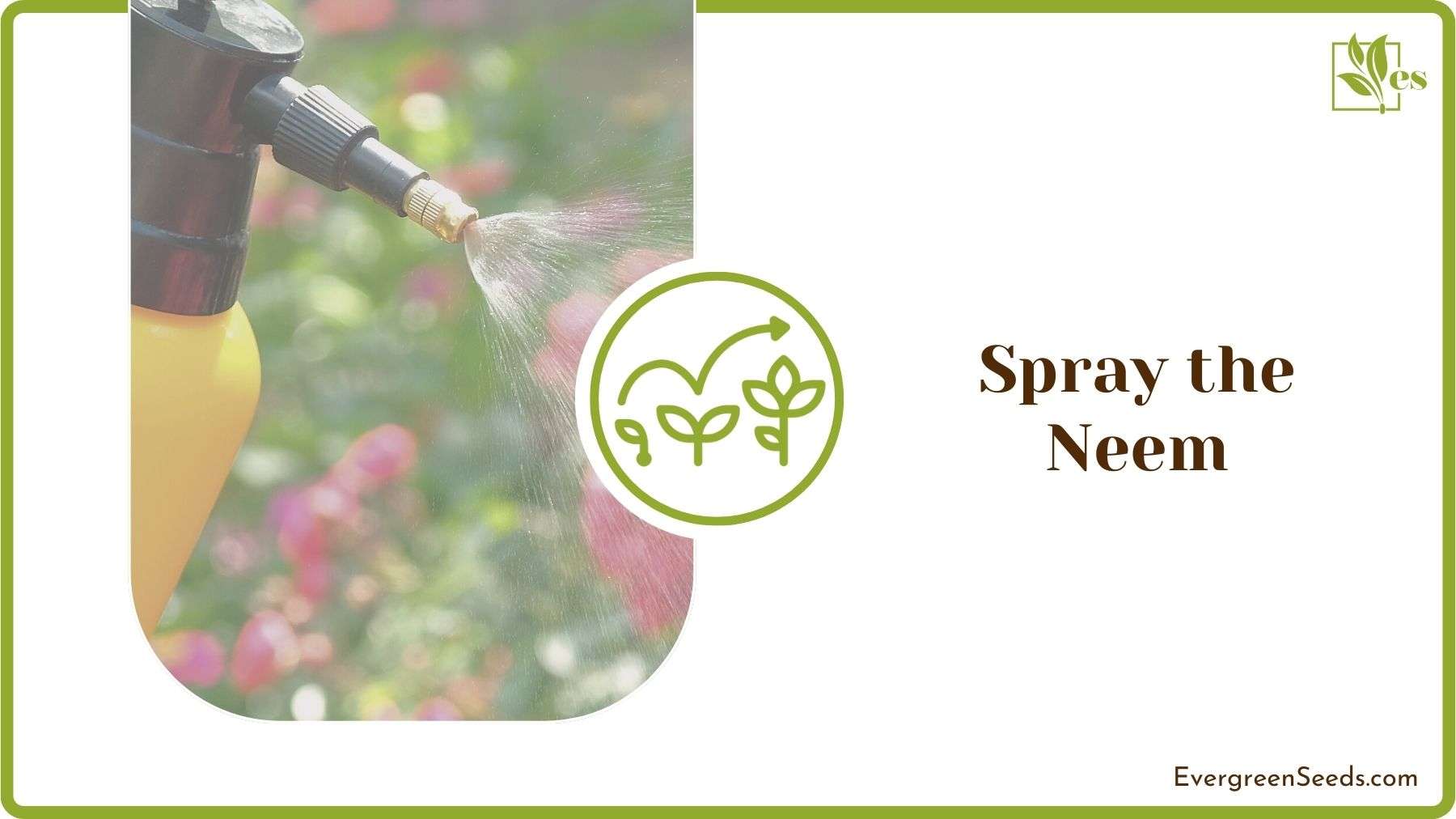 Spraying Roses with Neem