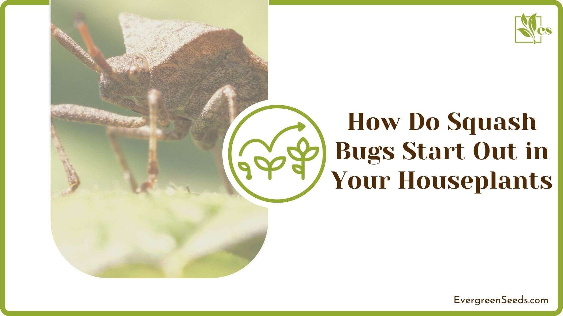 Squash Bugs in Houseplants