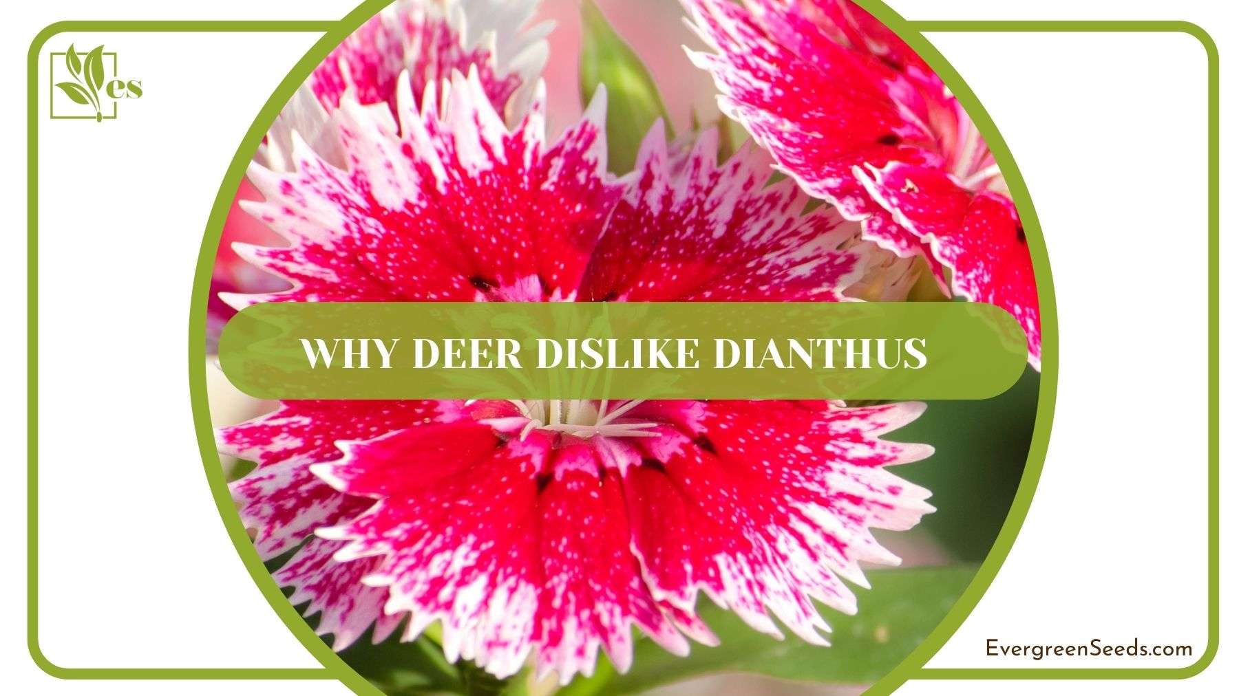 Why Deer Dislike Dianthus