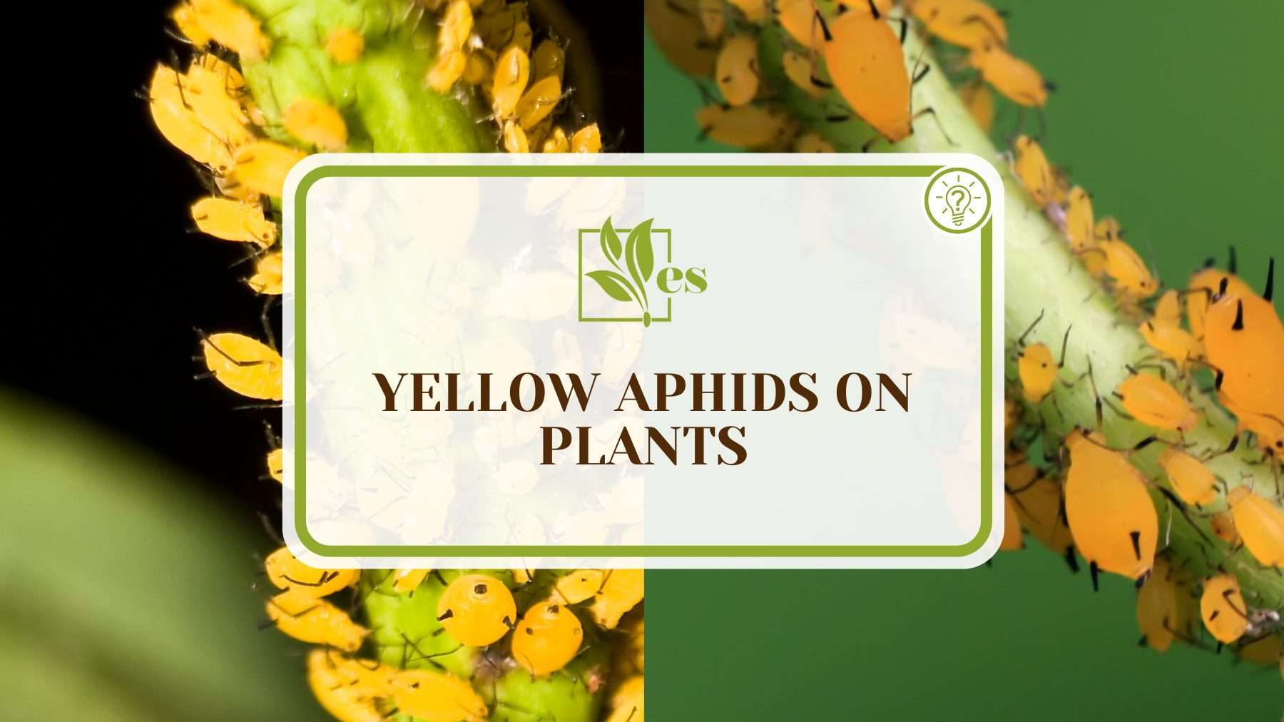 Yellow Aphids on Plants