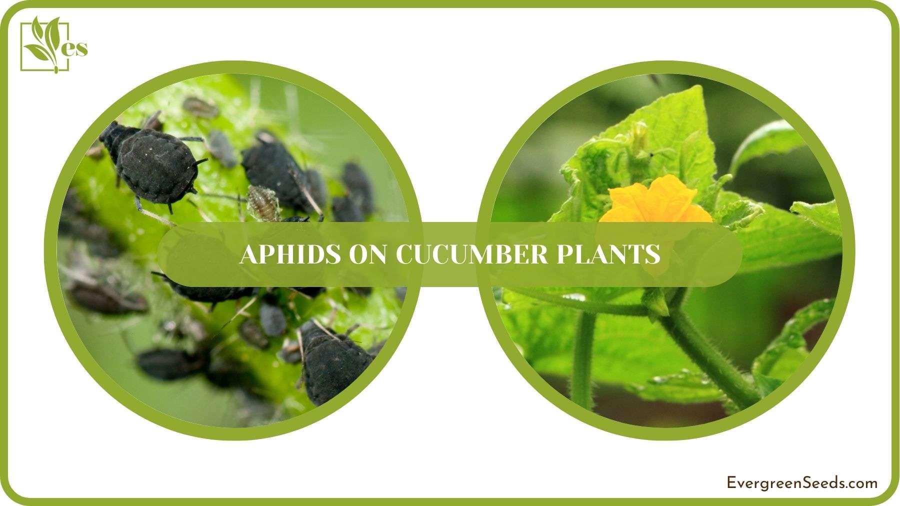 Aphids on Cucumber Plants Details