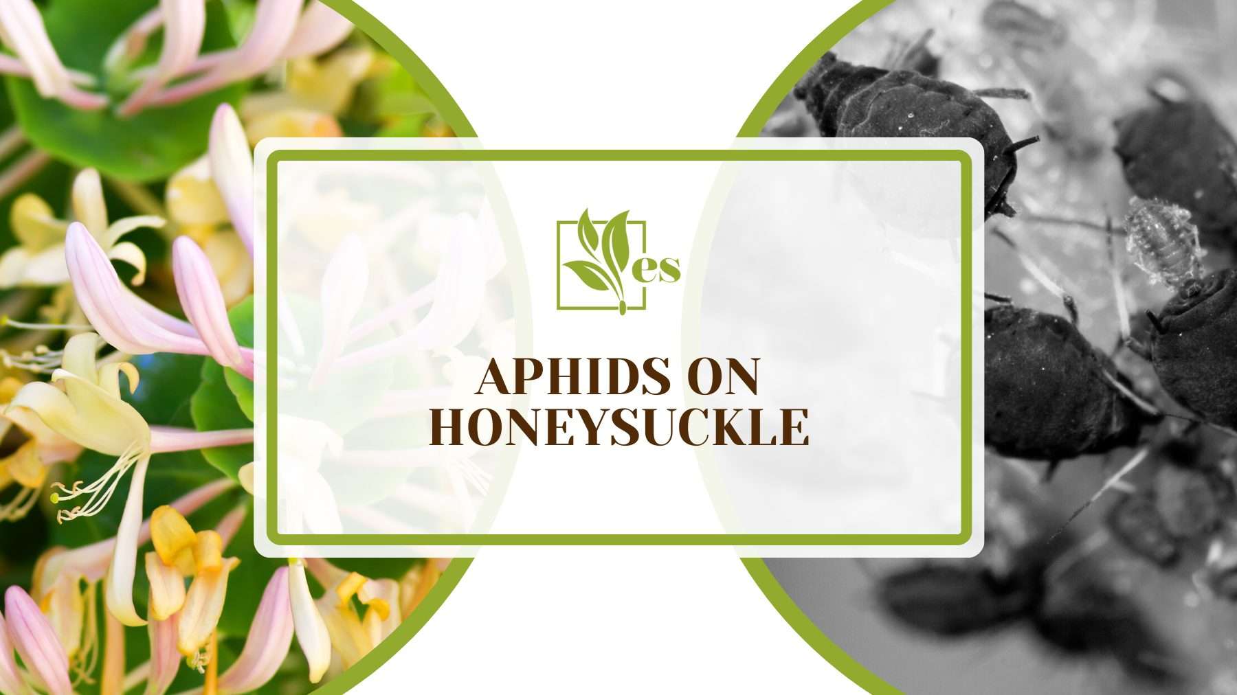 Aphids on Honeysuckle