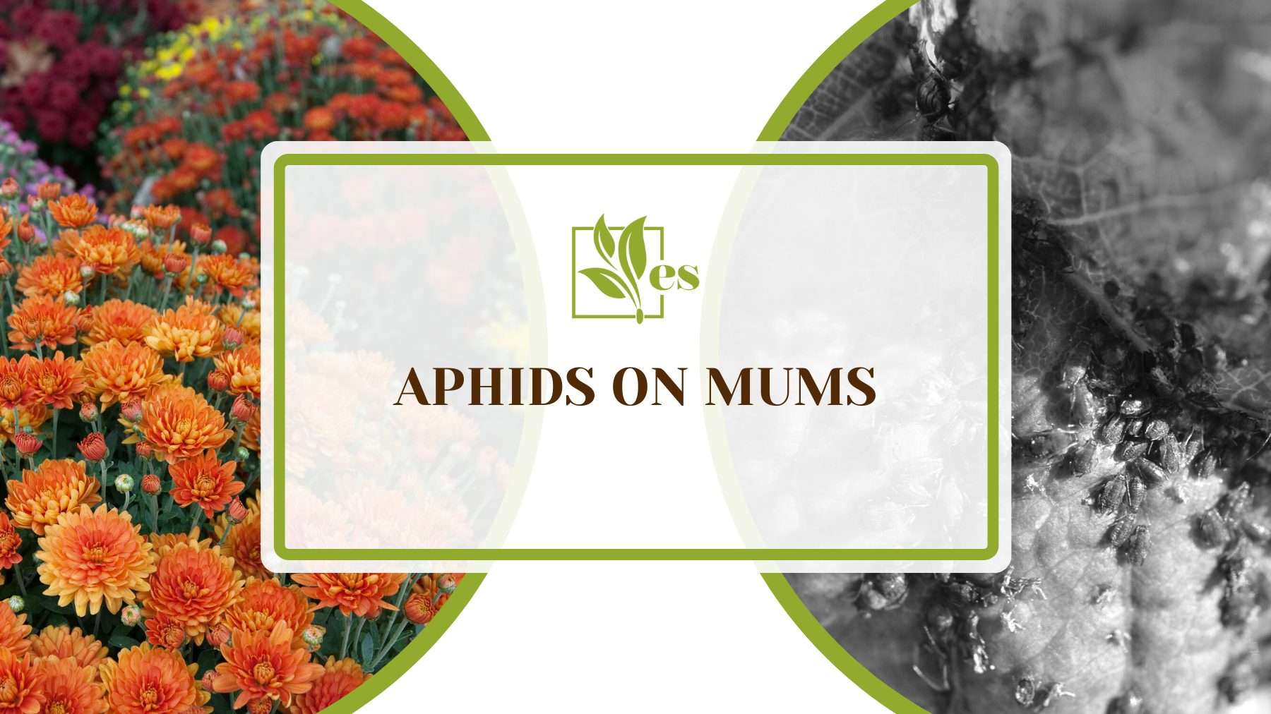 Aphids on Mums 1