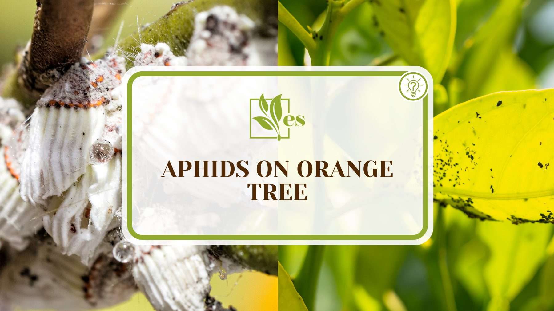 Aphids on Orange Tree