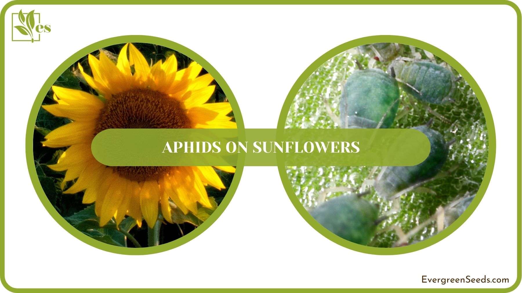 Aphids on Sunflowers Solved