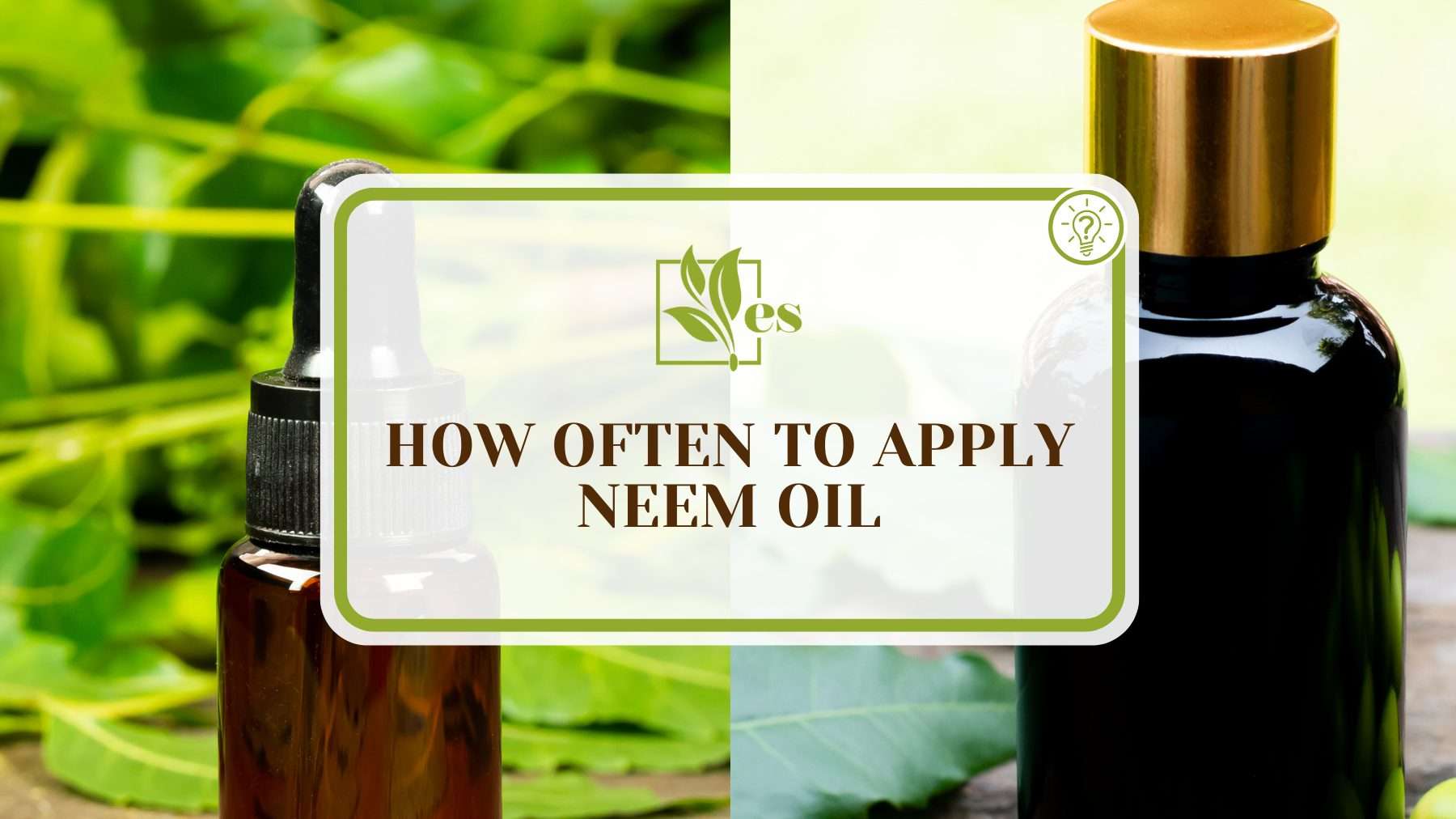 Apply Neem Oil