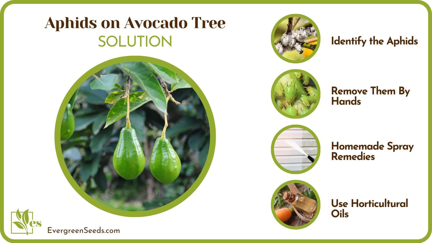 Avocado Tree Treatment