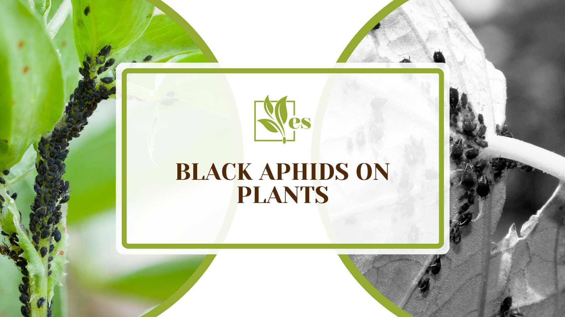 Black Aphids on Plants