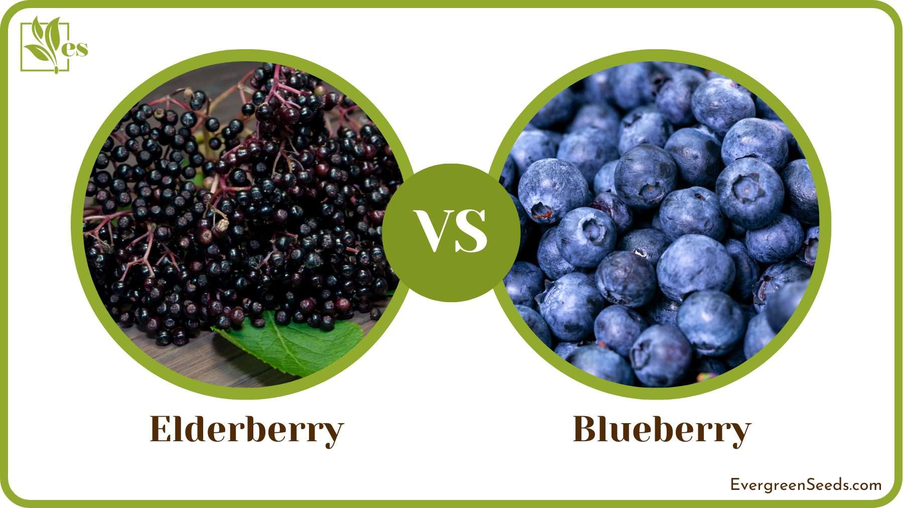 Comparison of Elderberry Blueberry