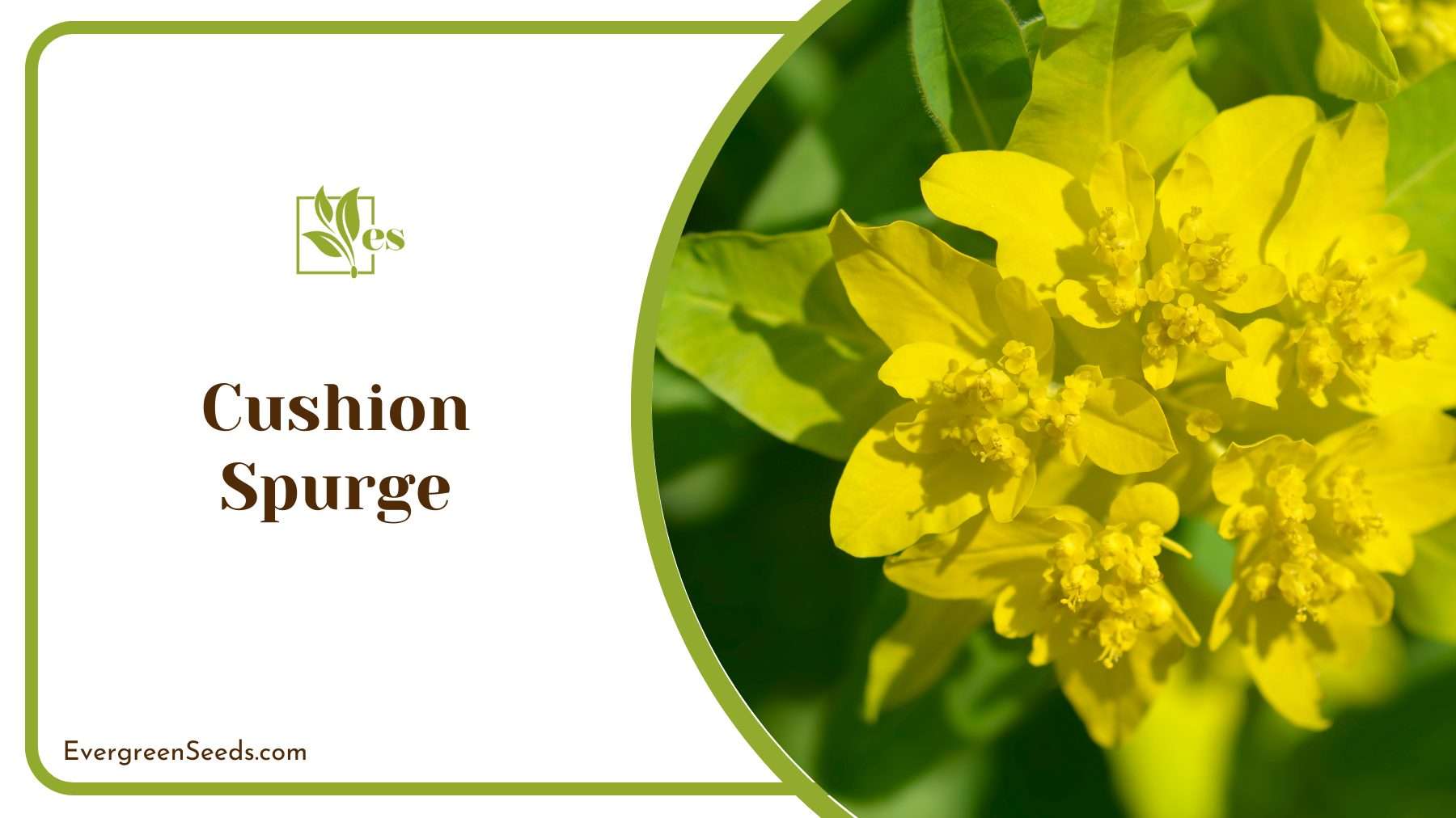 Cushion Spurge Vibrant Beauty And Drought Tolerance For Dry Gardens