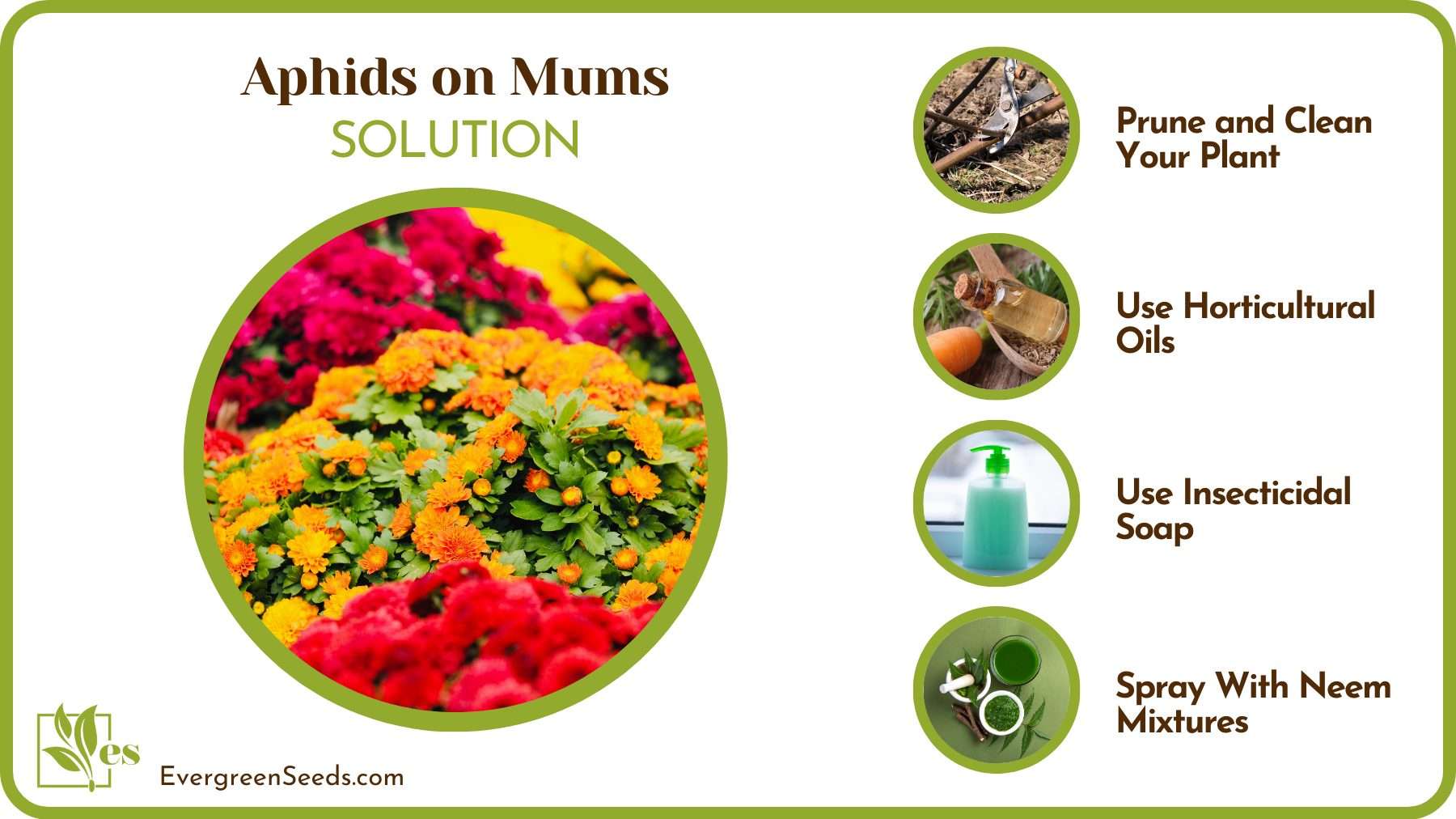 Get Rid of Aphids From Mums