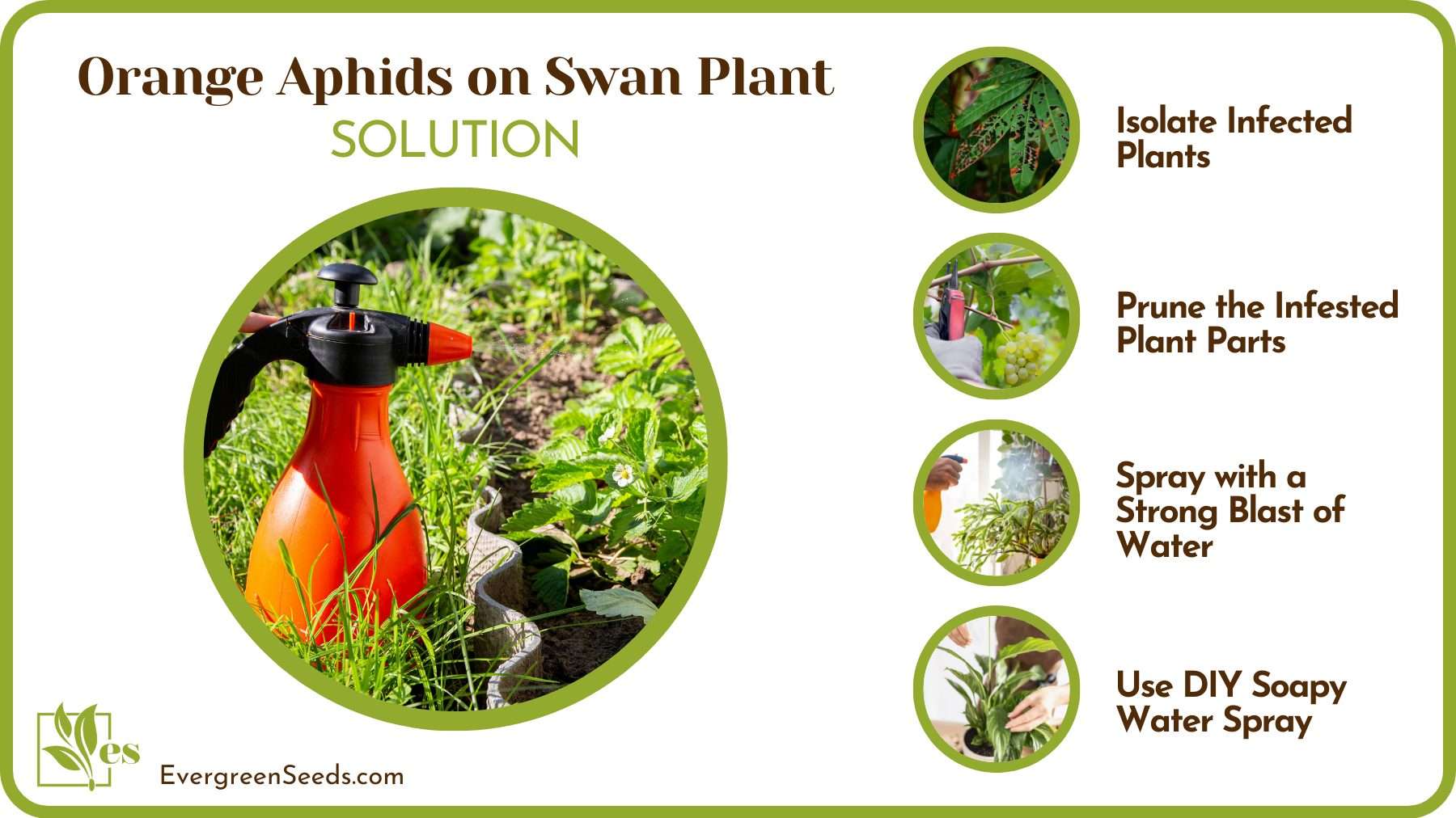 Get Rid of Aphids on Plant