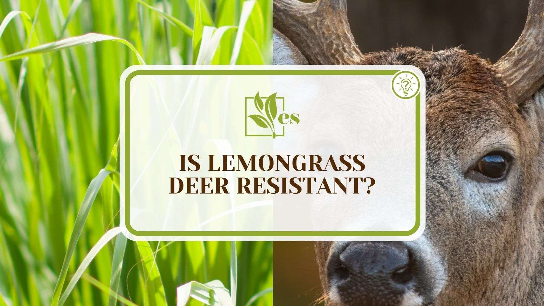 Is Lemongrass Deer Resistant