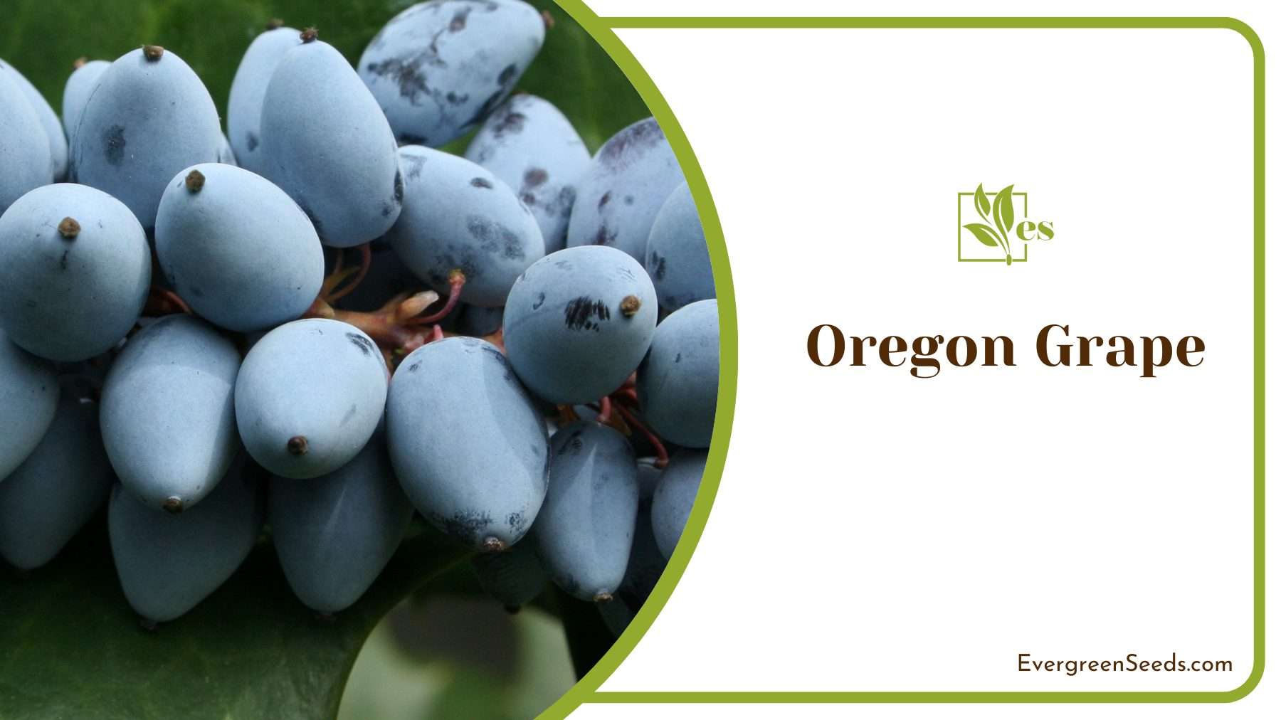 Oregon Grape Beauty And Resilience In Native Plant Landscapes