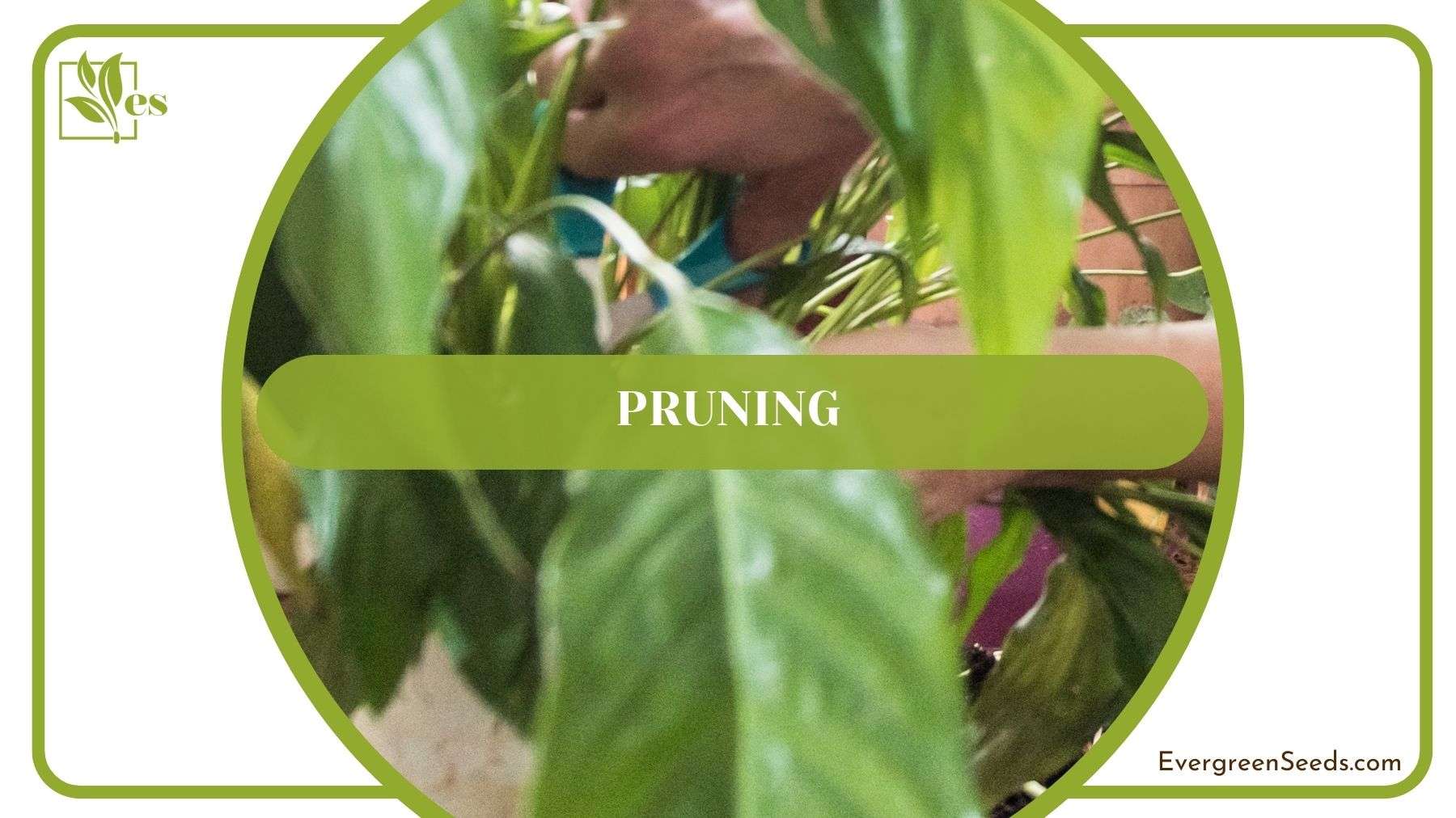 Pruning Peace Lily Plants