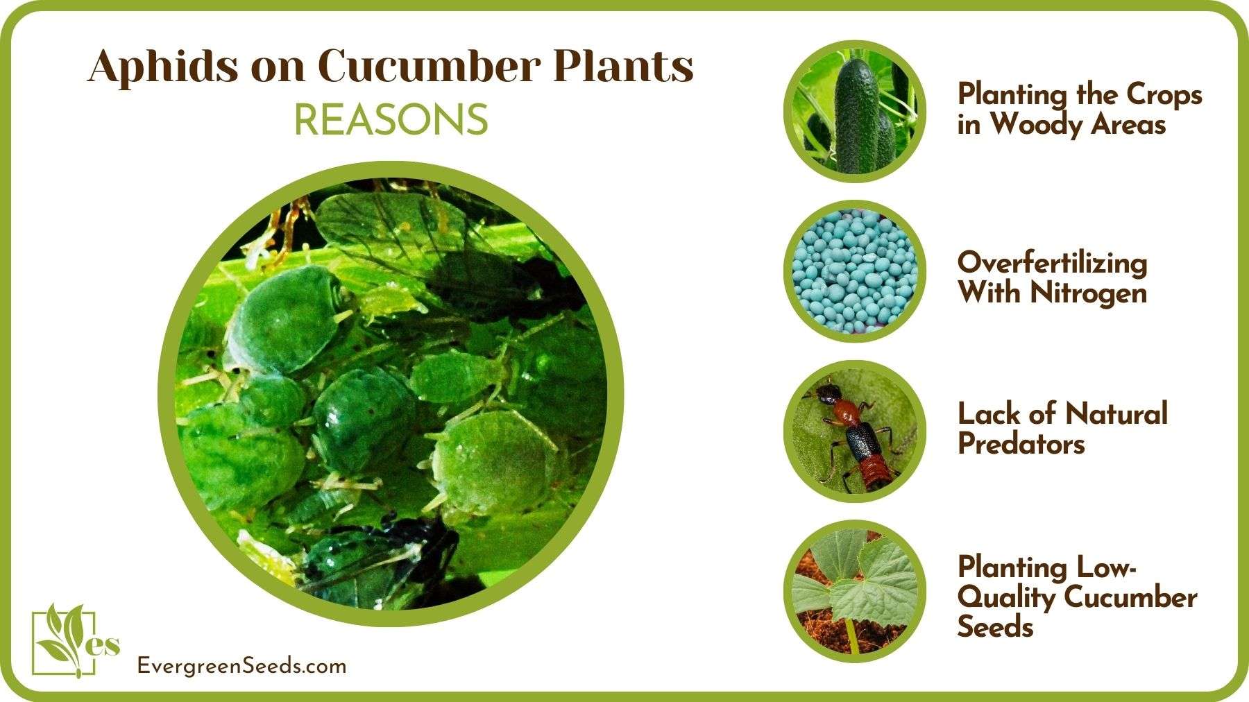 Reasons of Aphids on Cucumber Plants