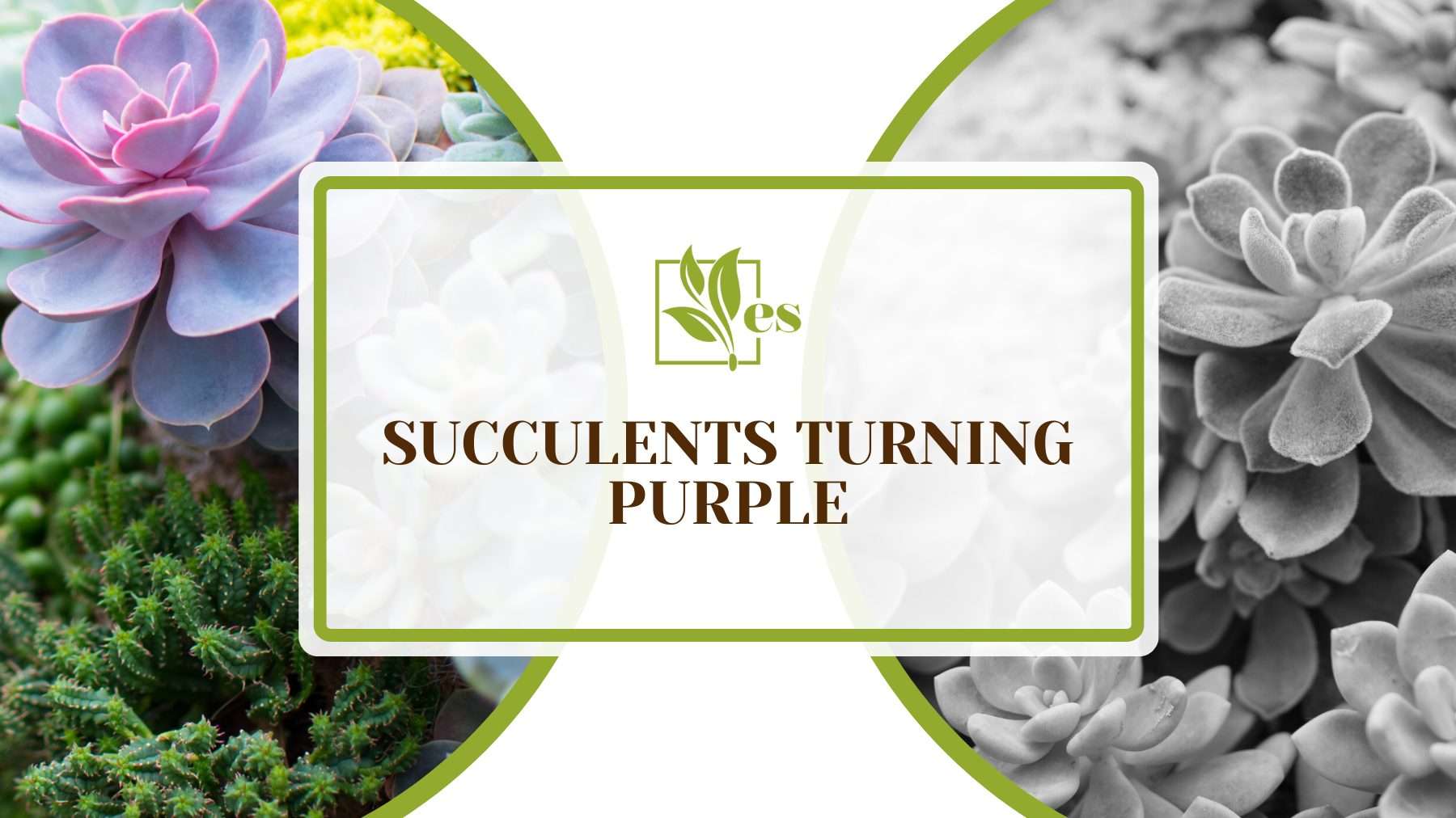 Succulents Turning Purple
