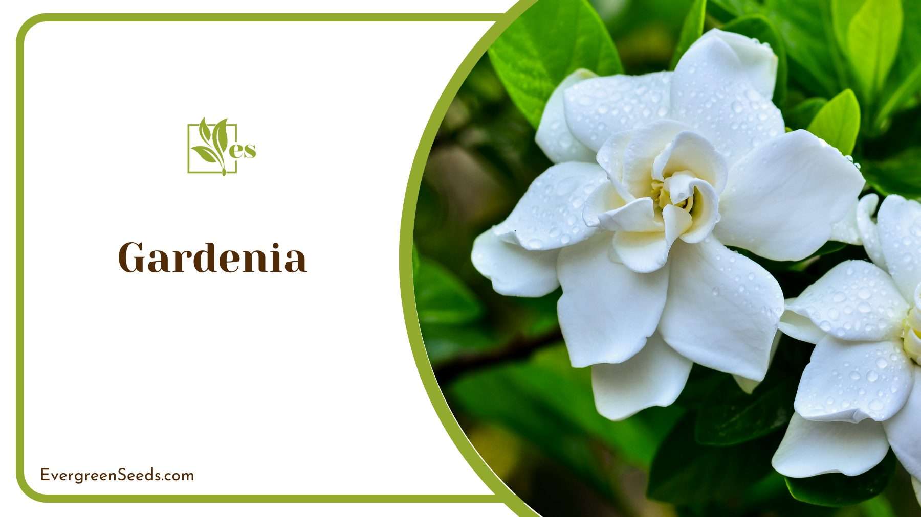 White Gardenia With Green Leaves