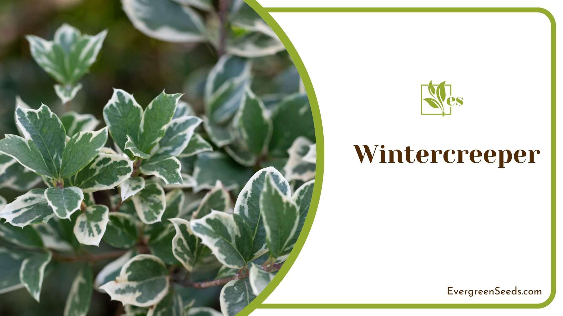 Wintercreeper Adding Evergreen Charm And Elegance To Your Landscape