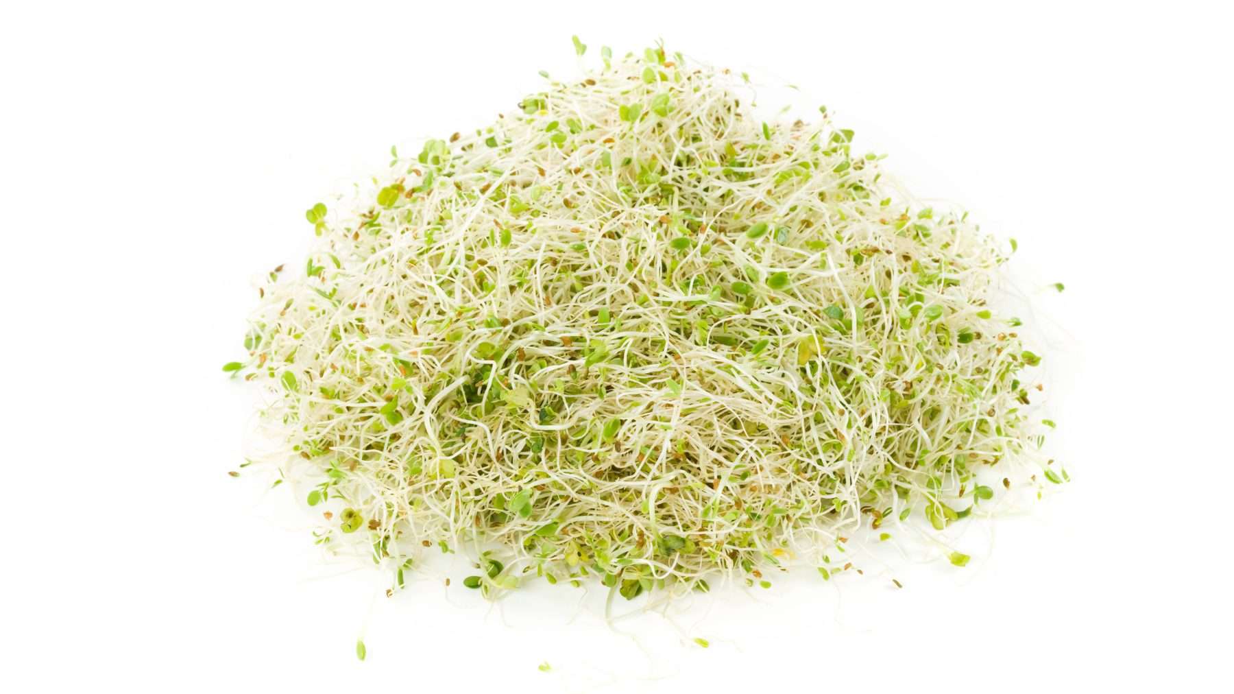 Alfalfa Meal Evergreen Seeds