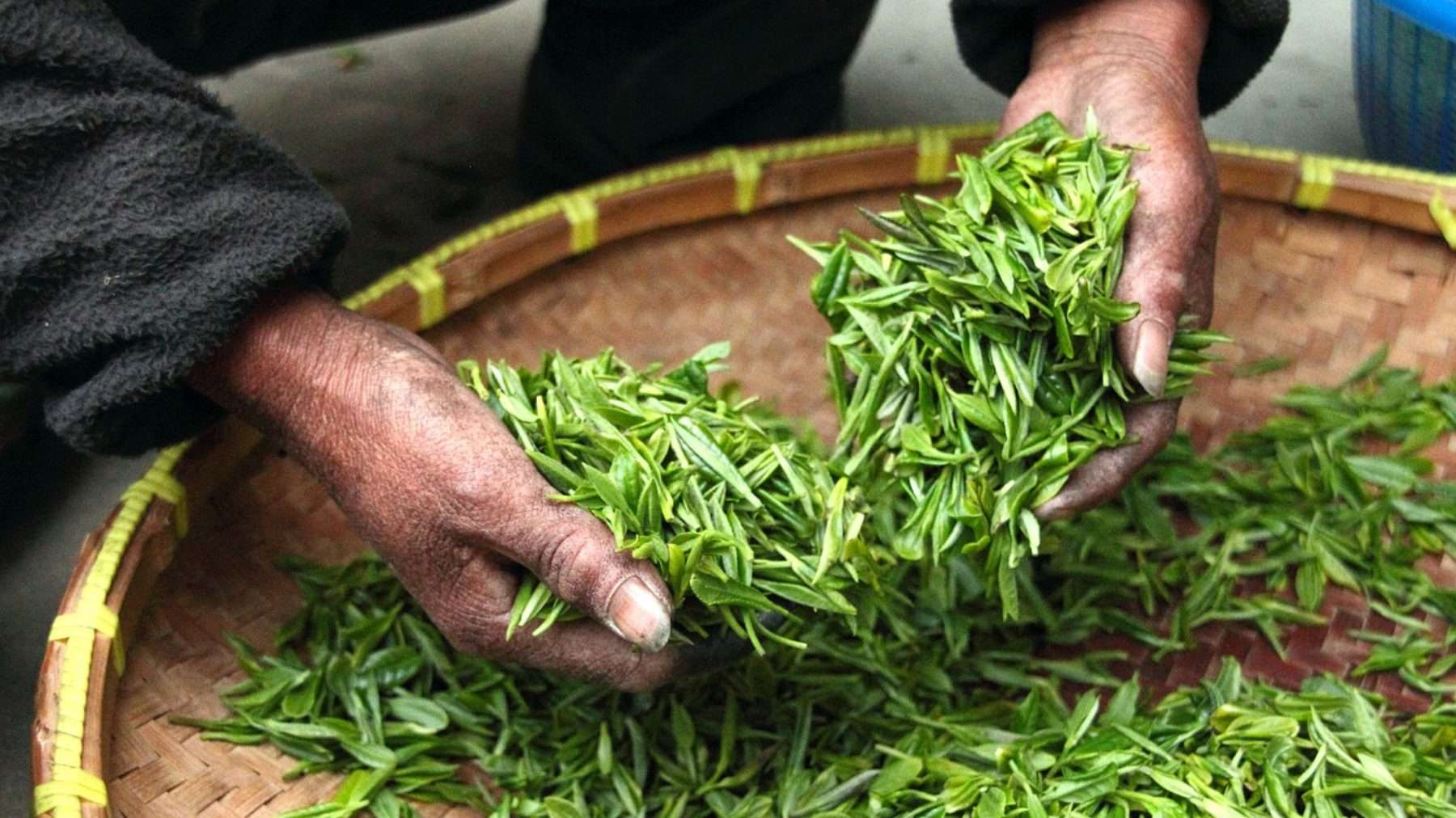 Tea Leaves Evergreen Seeds
