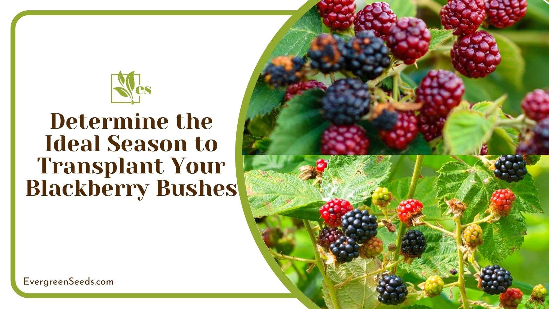 Determining Ideal Season to Transplant Blackberry Bushes ~ Evergreen Seeds