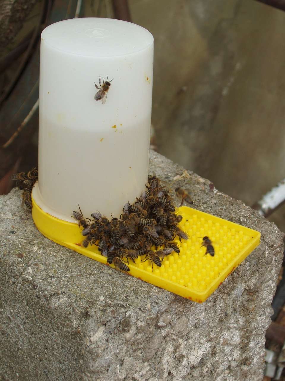 Bee Feeder DIY Guide