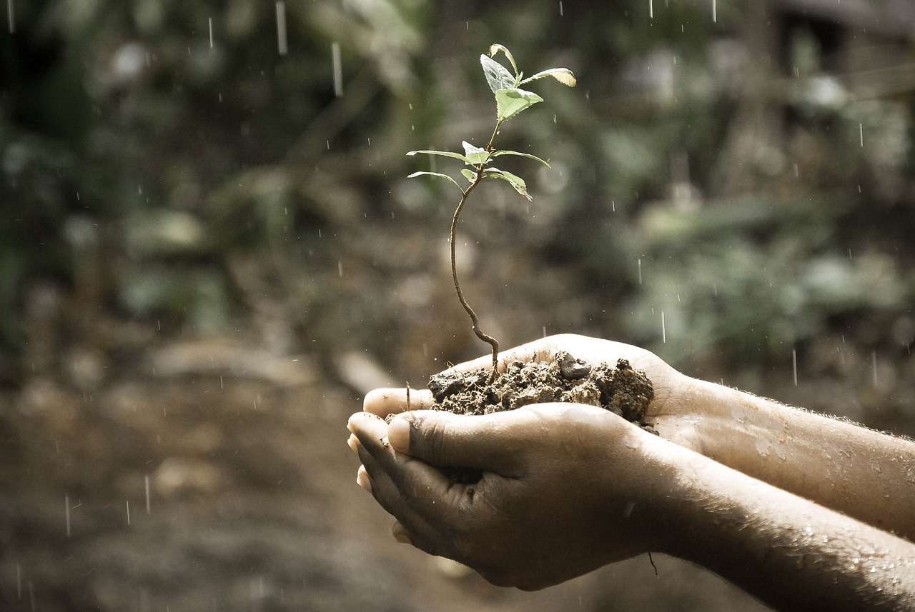 hands, plant, soil