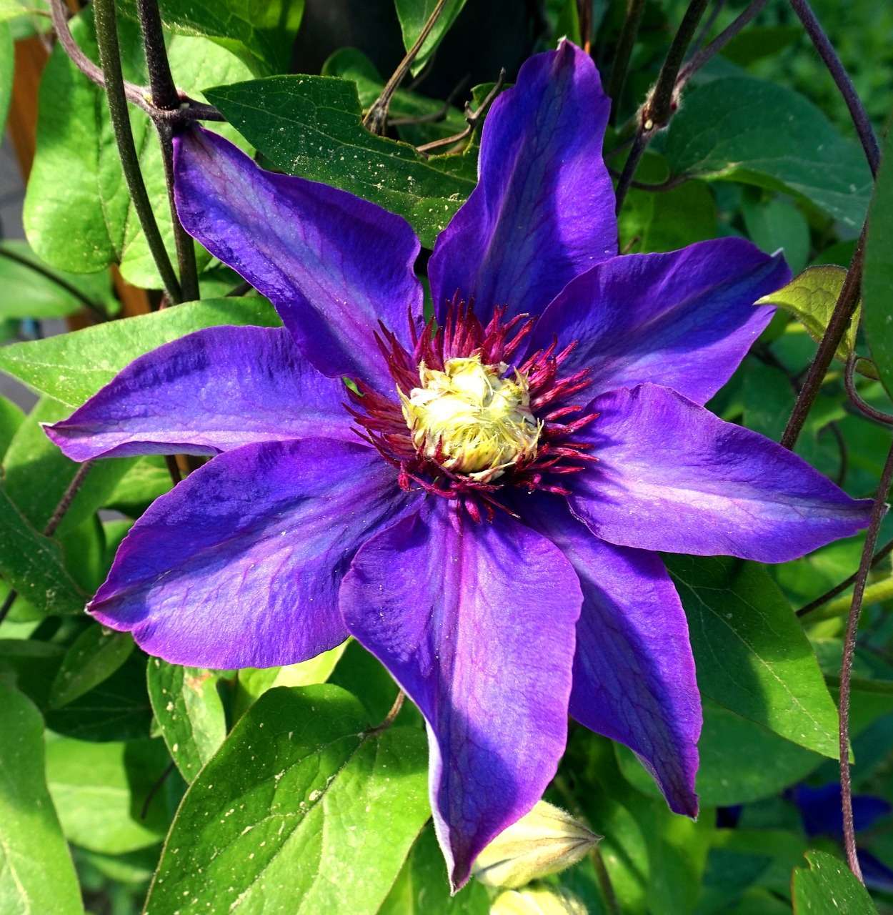 clematis, flower, plant