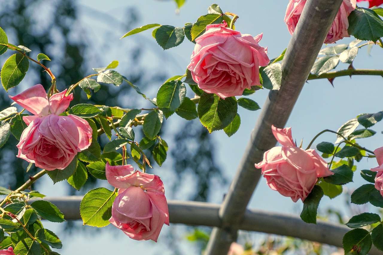 roses, fragrance, pink